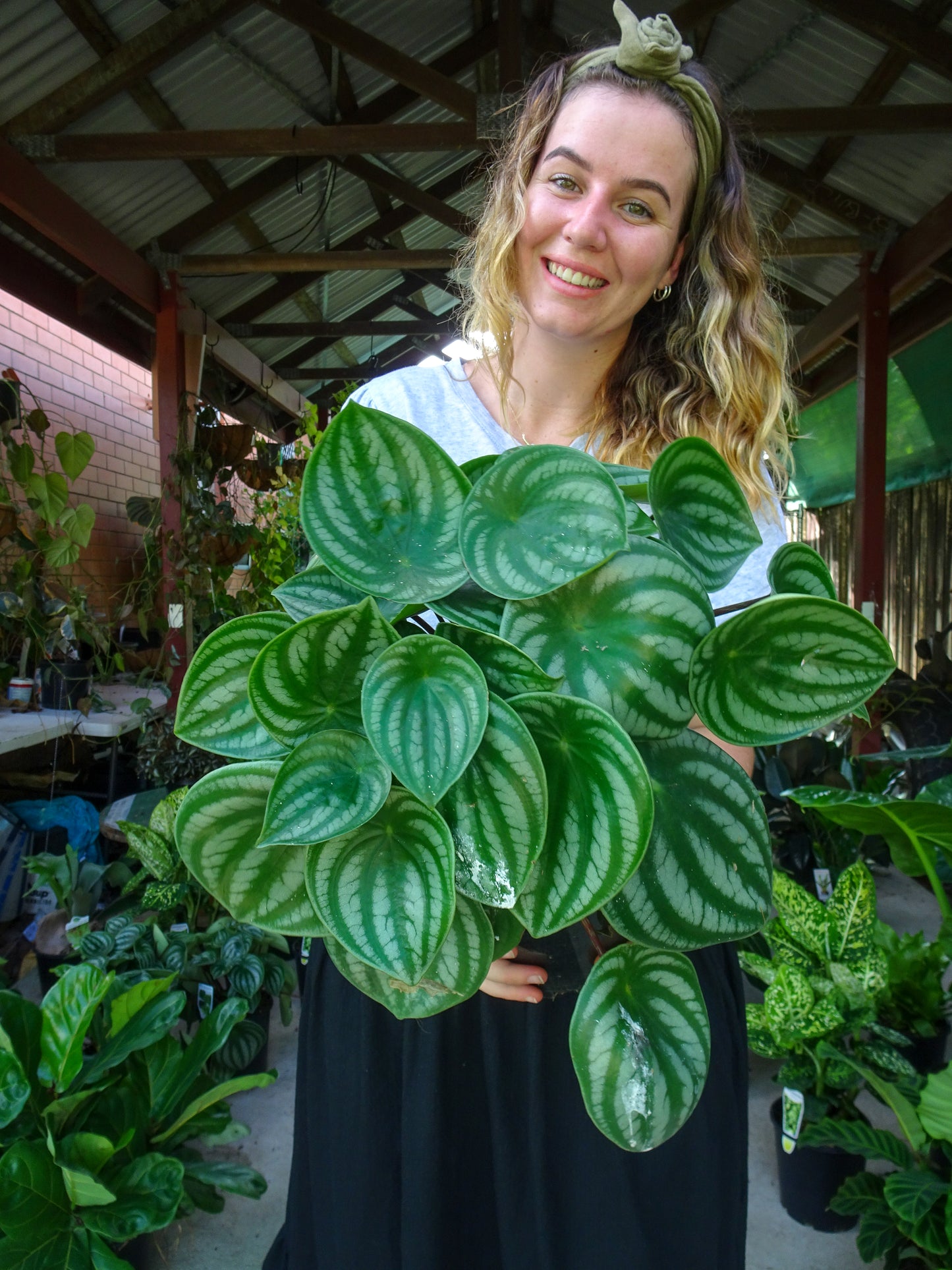 Watermelon Peperomia