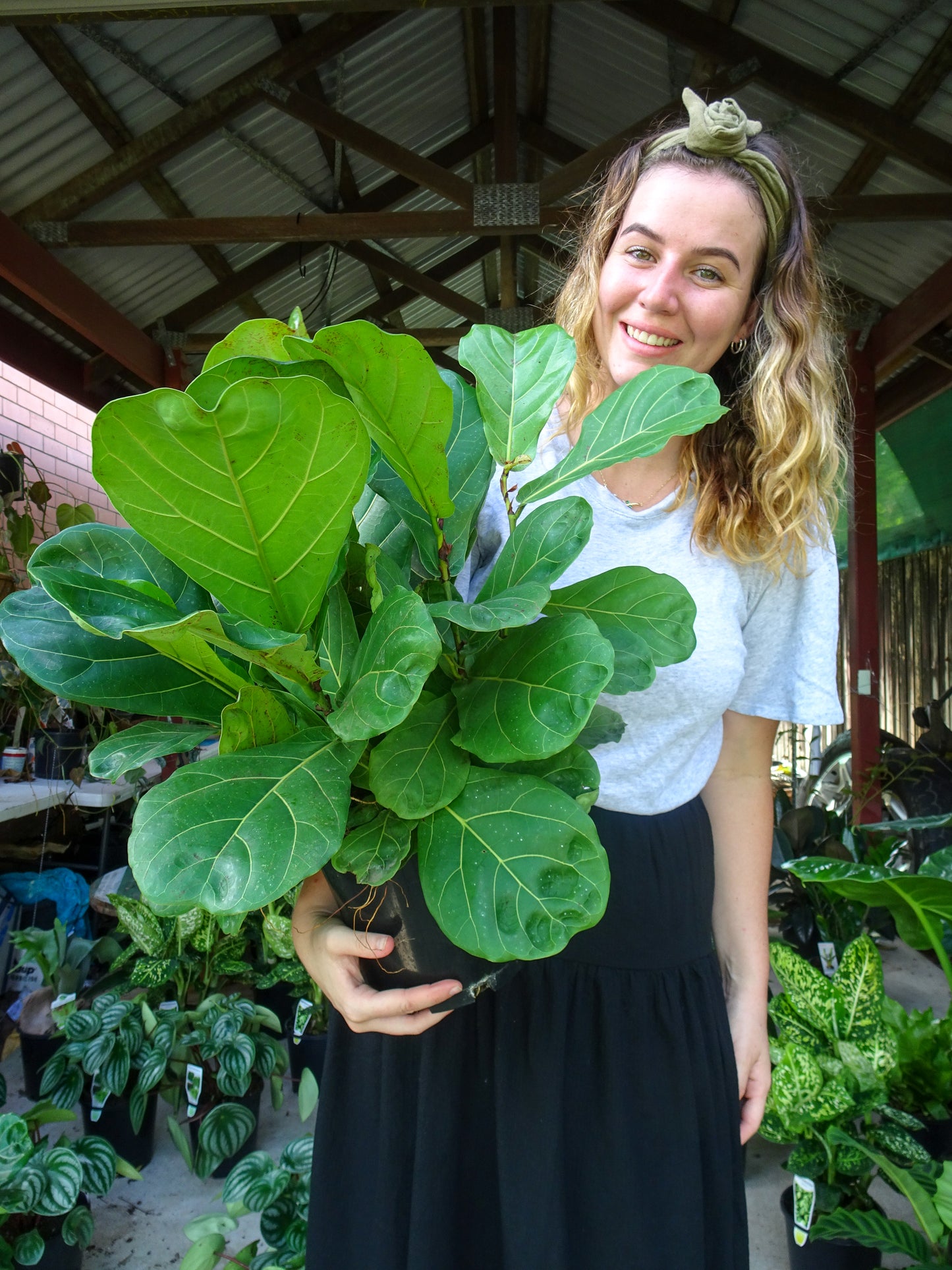 Fiddle Leaf Fig
