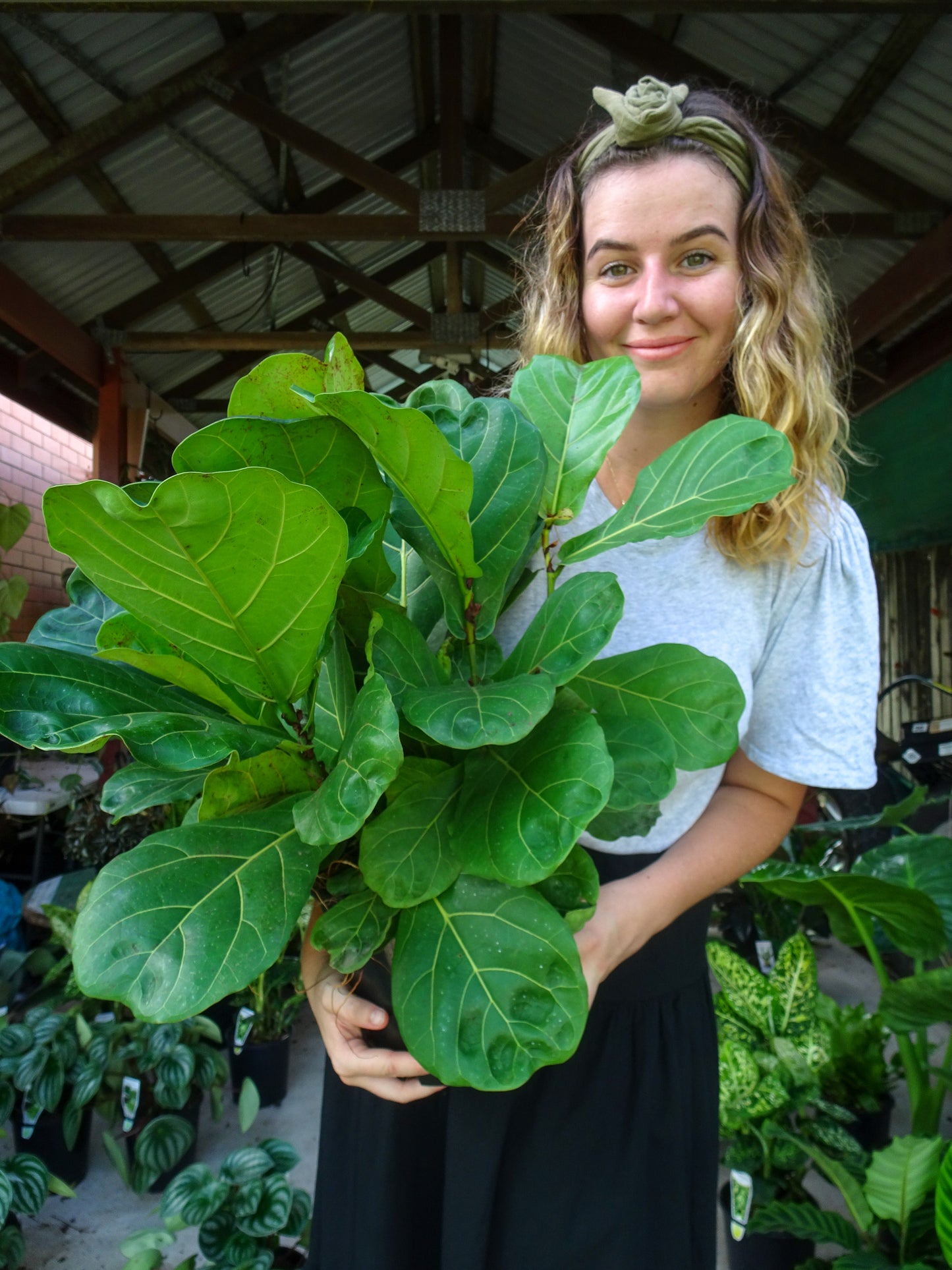 Fiddle Leaf Fig