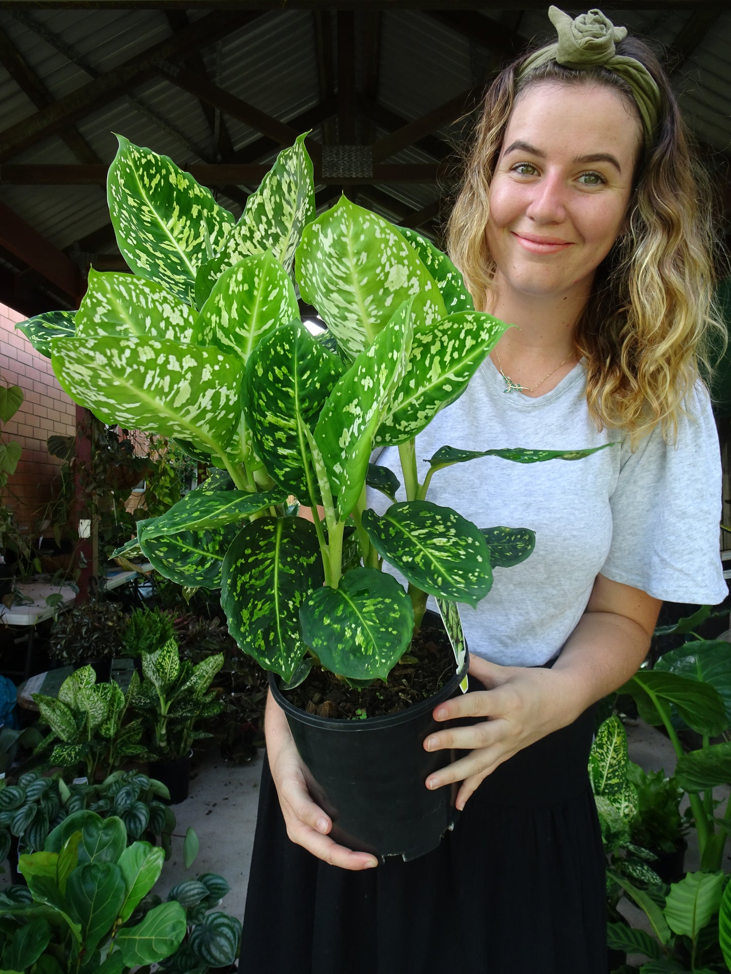 Dieffenbachia Reflector