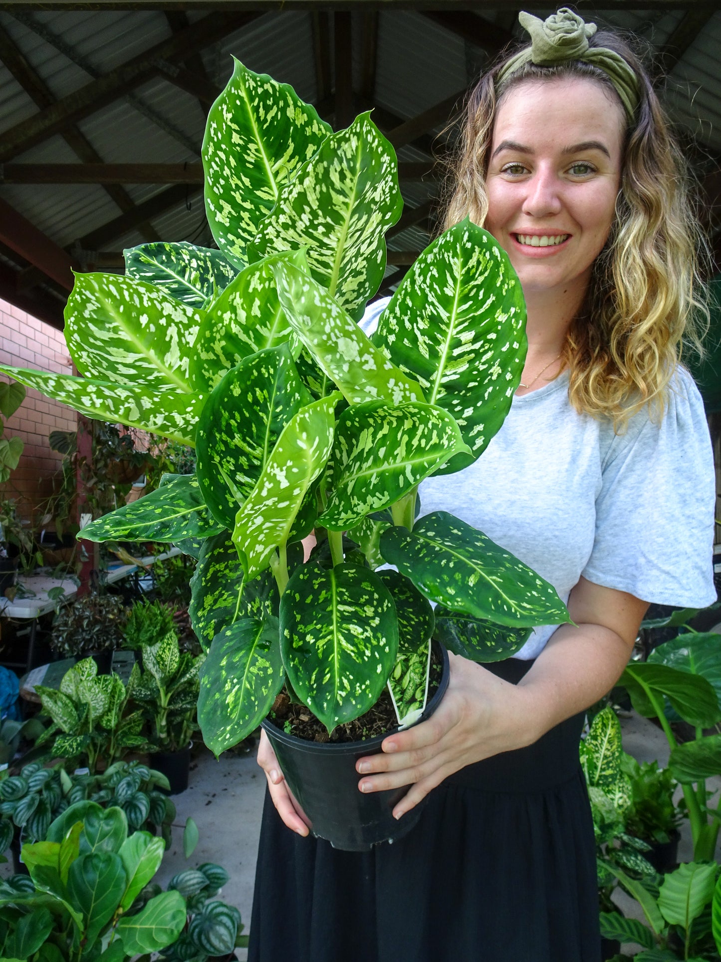 Dieffenbachia Reflector