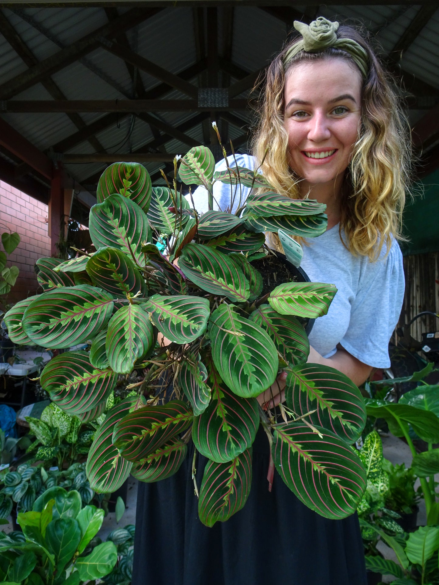 Maranta (Red Vein)
