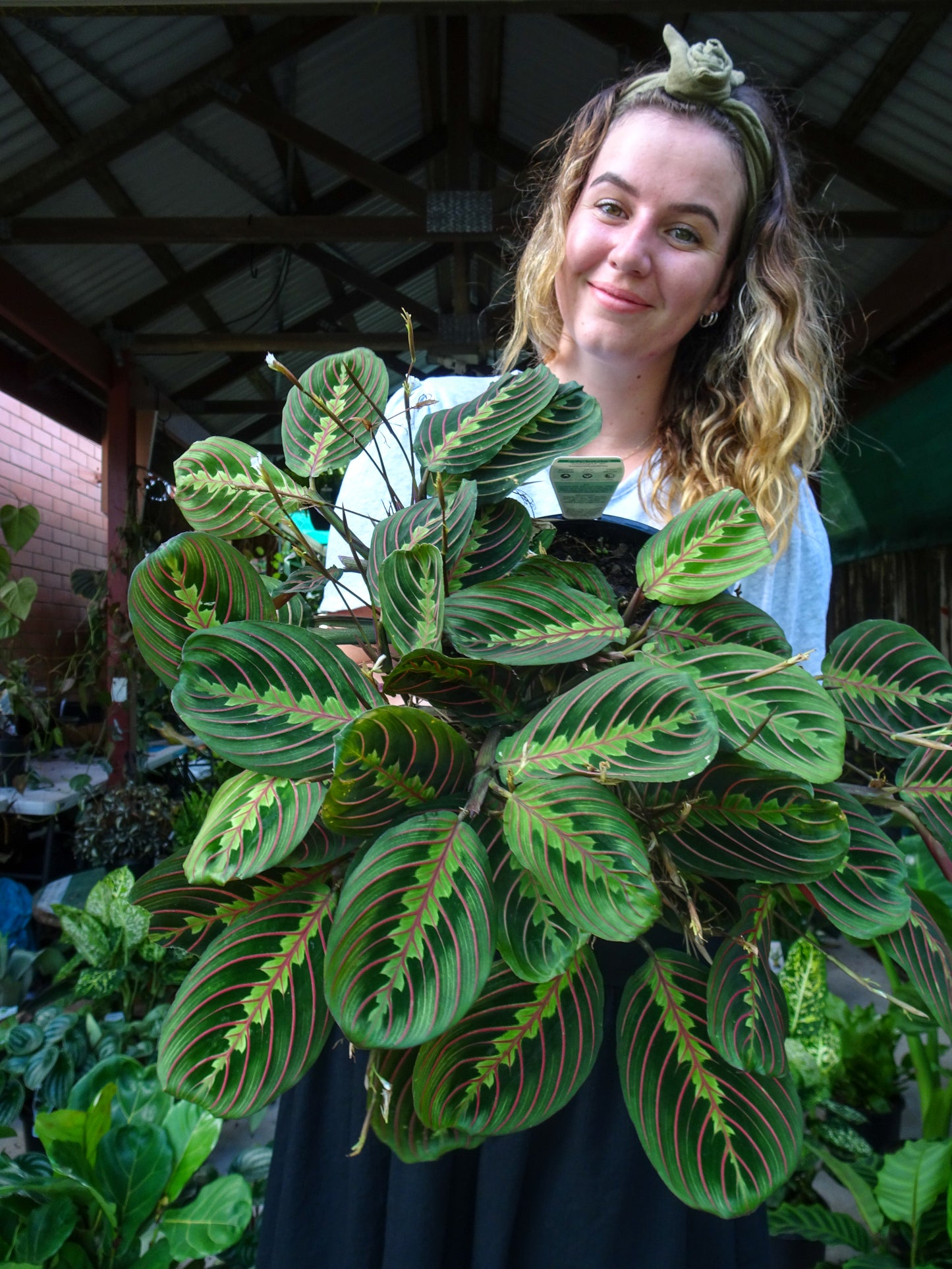 Maranta (Red Vein)