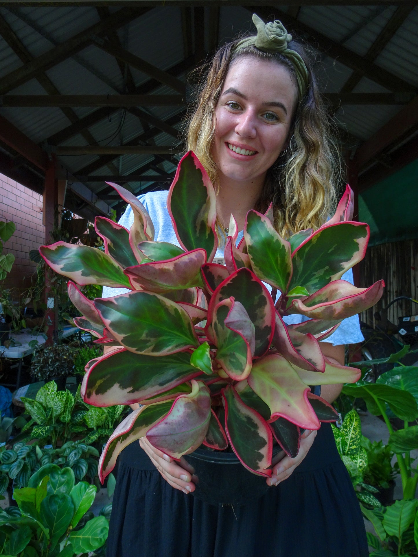 Peperomia Jelly