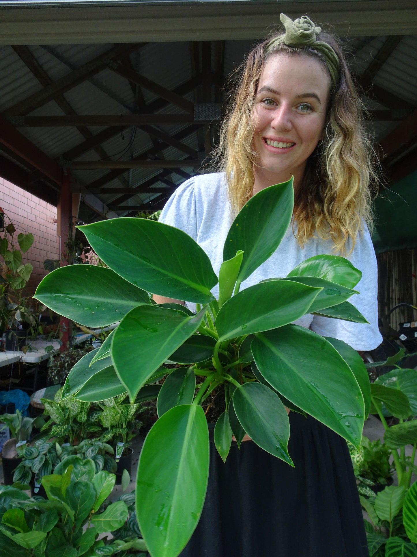 Philodendron Green Princess