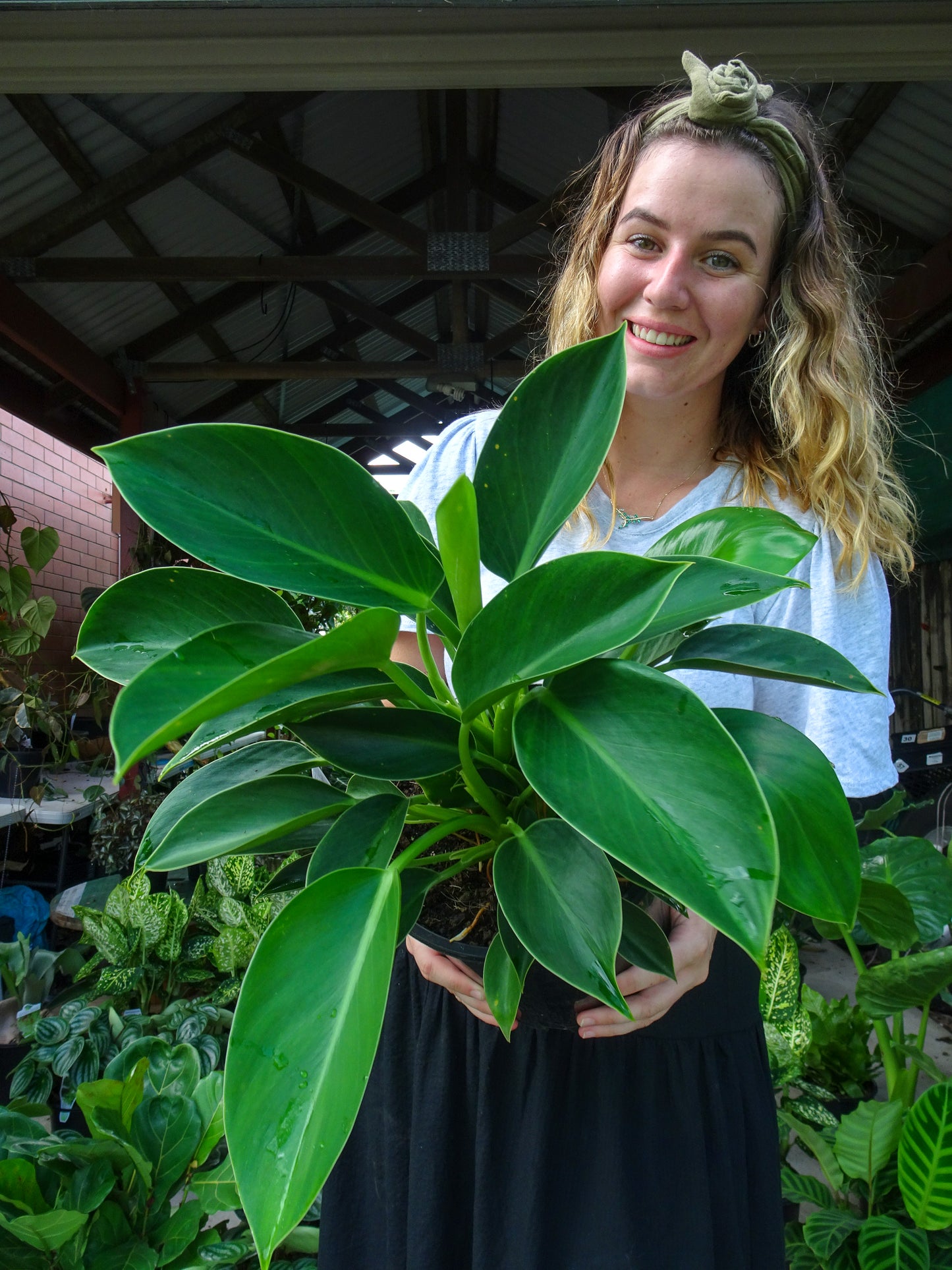 Philodendron Green Princess