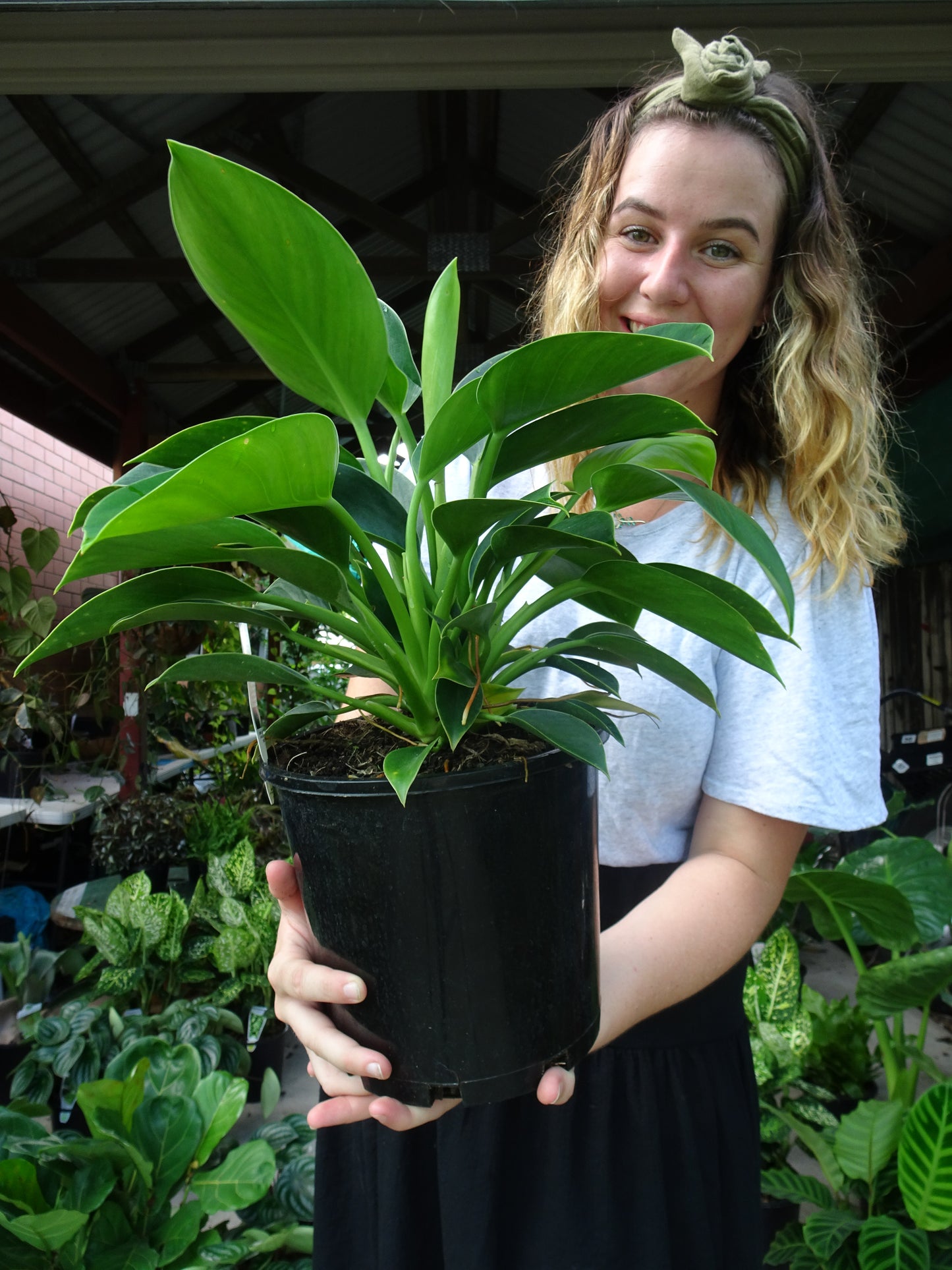 Philodendron Green Princess