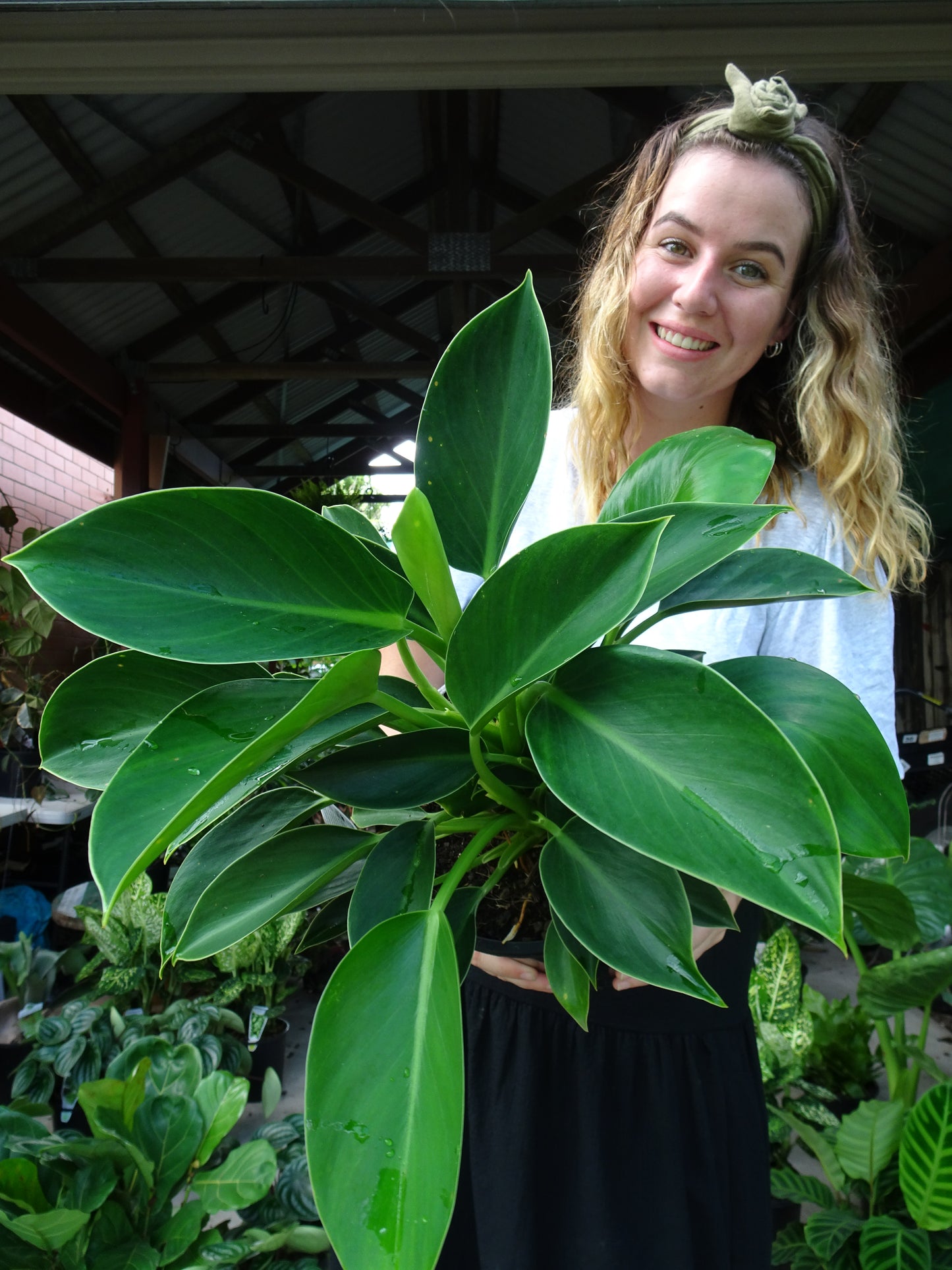 Philodendron Green Princess