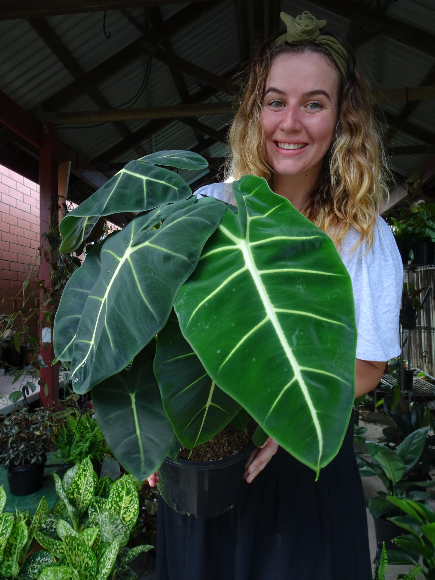 Alocasia Frydrek