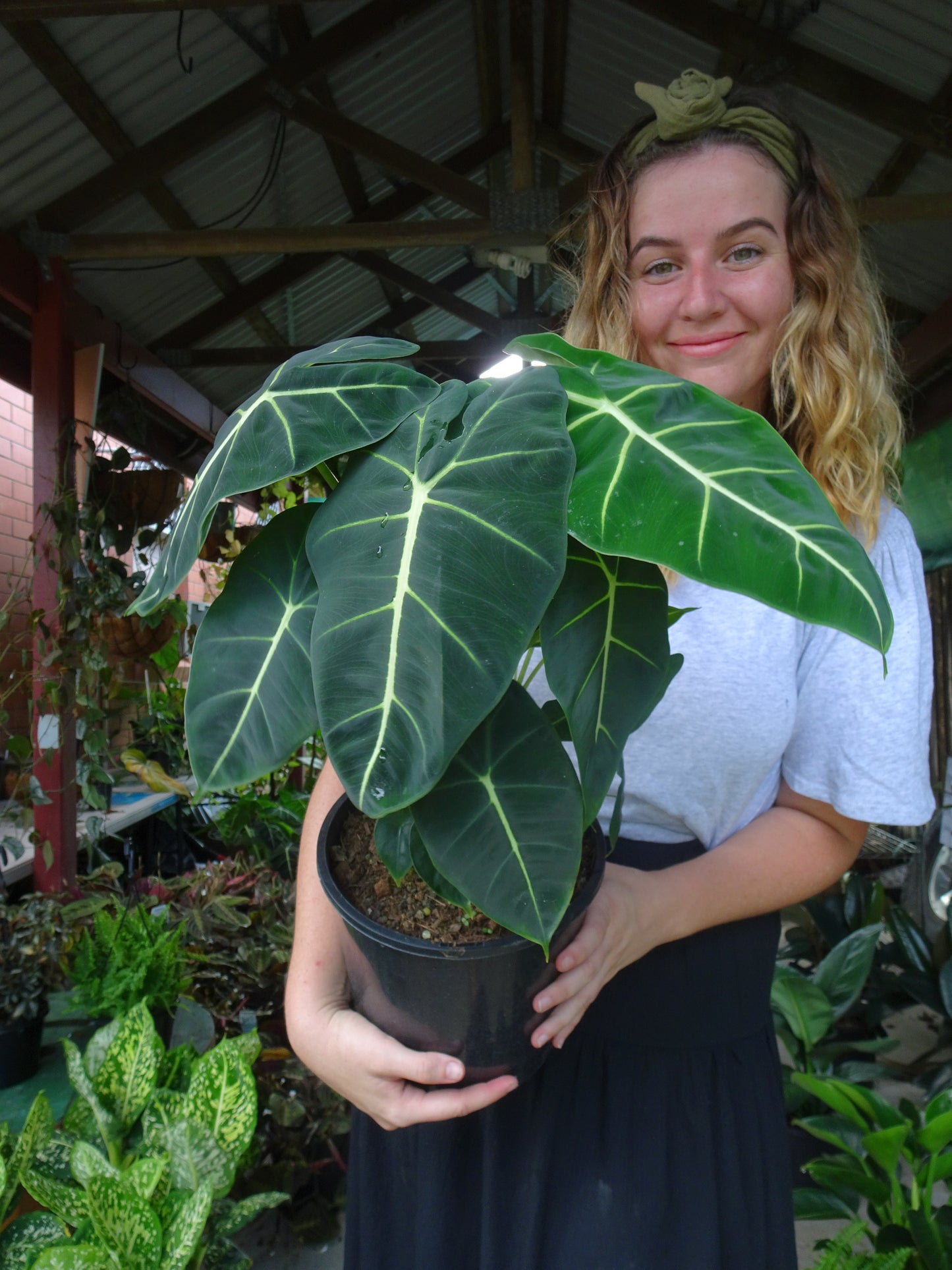 Alocasia Frydrek
