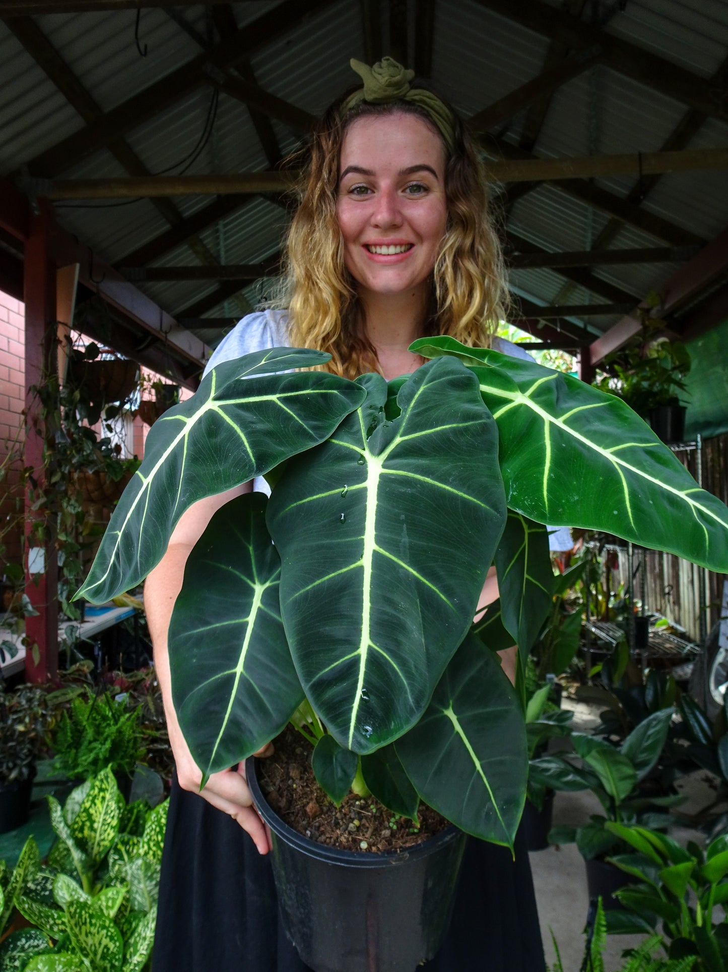 Alocasia Frydrek