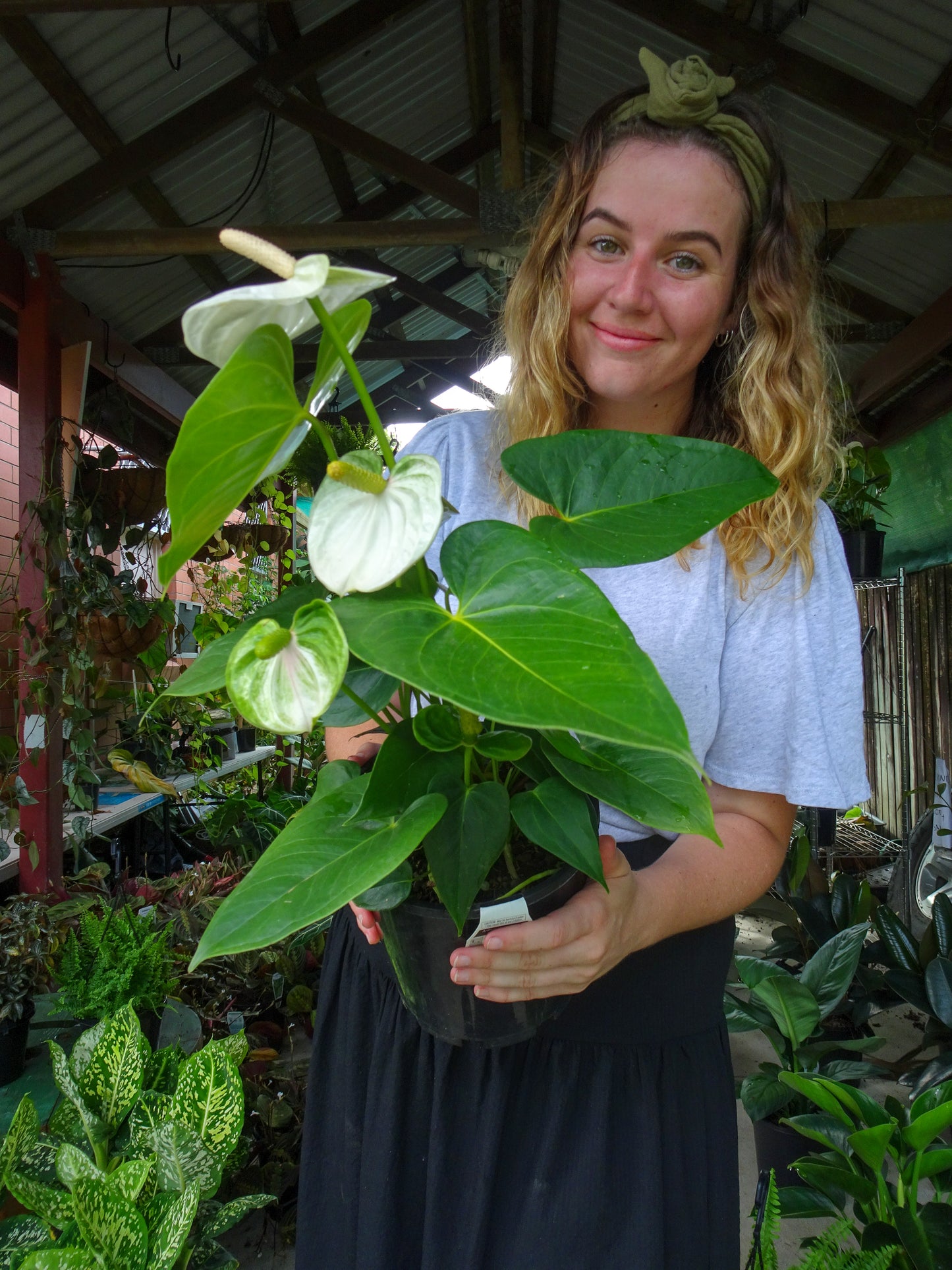 Anthurium White Dove