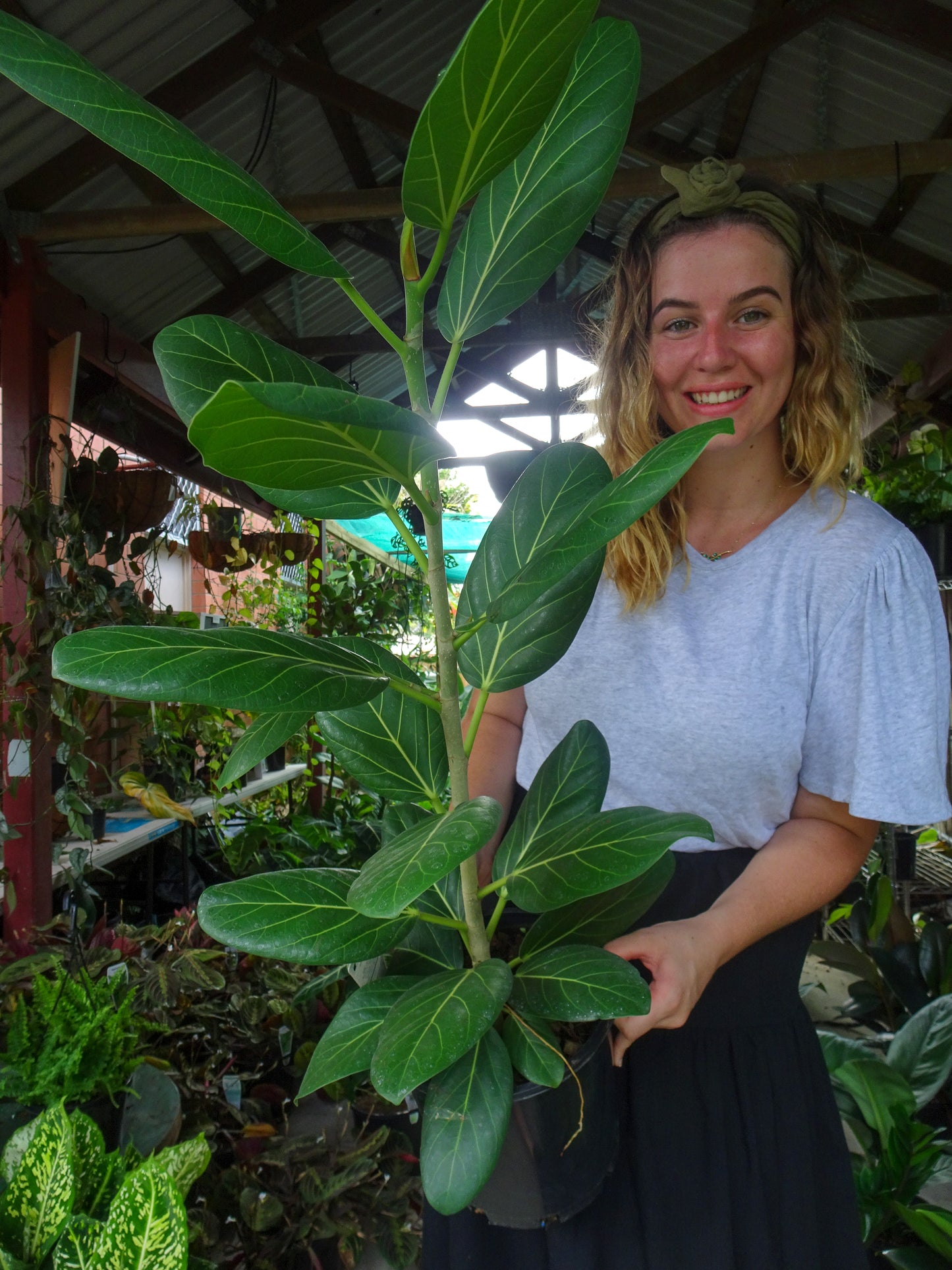 Ficus Audrey