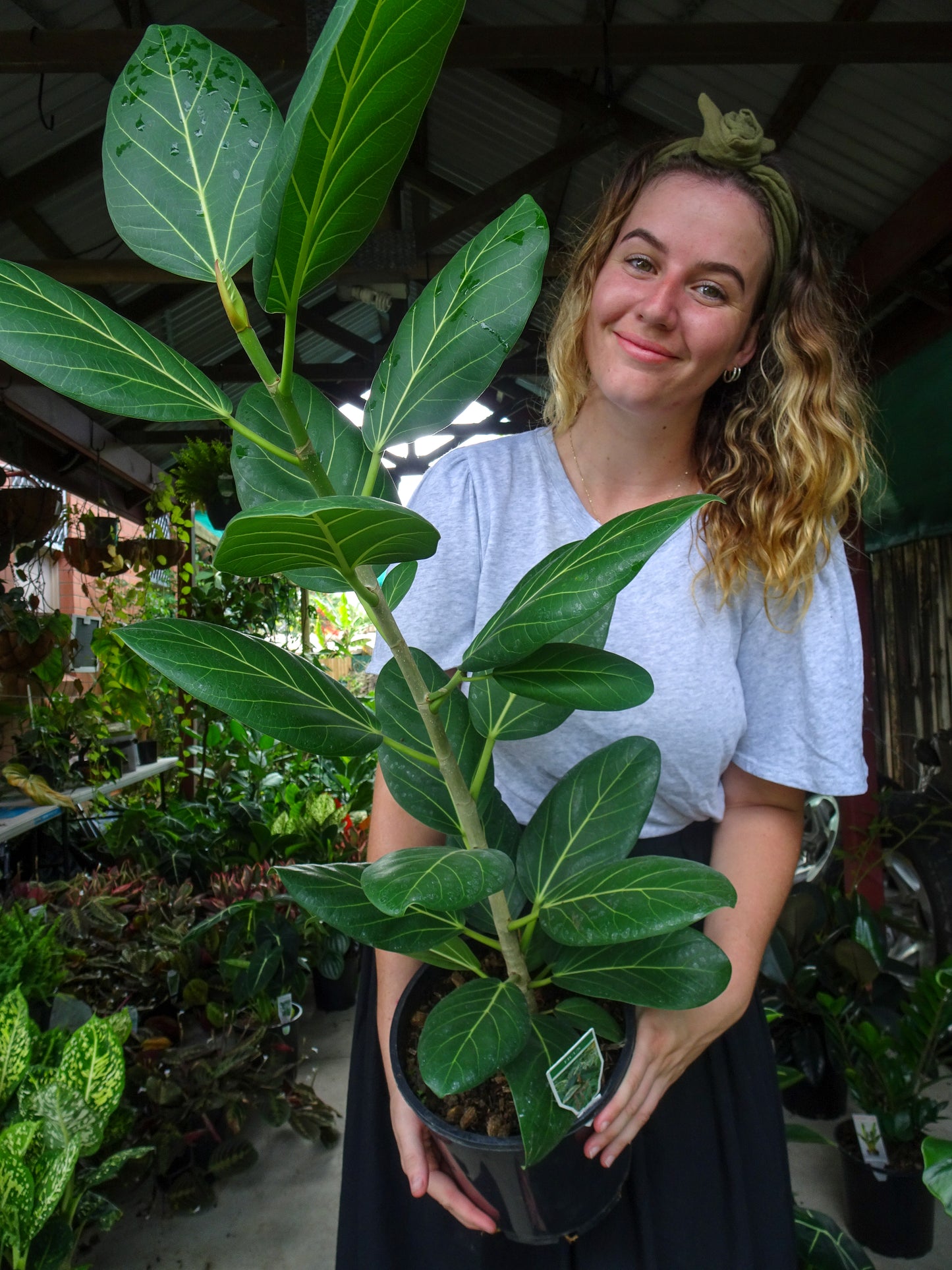 Ficus Audrey