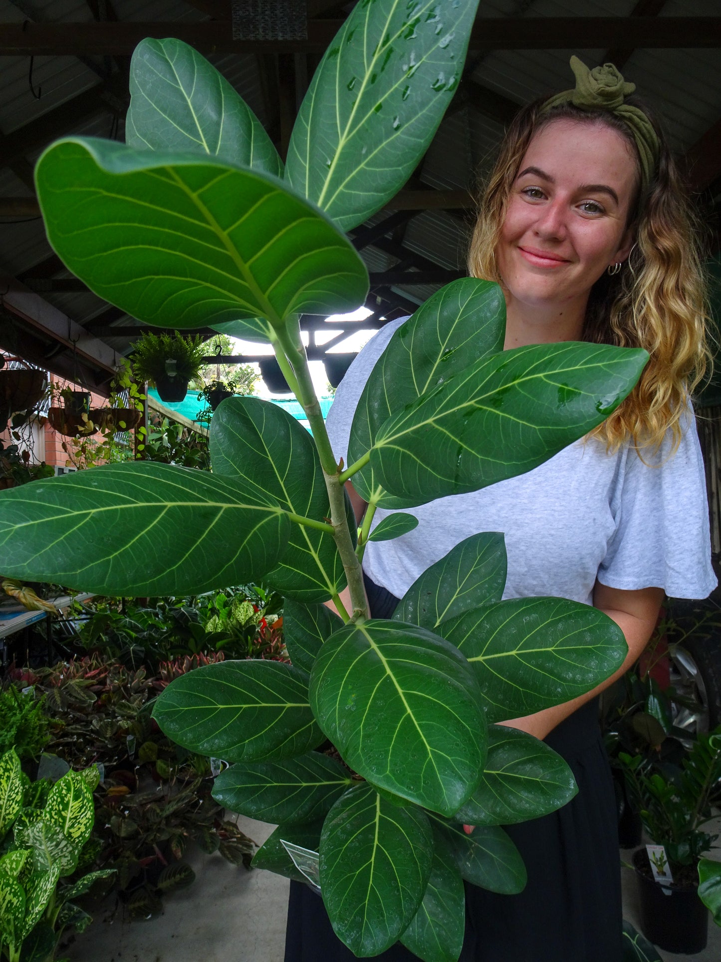 Ficus Audrey