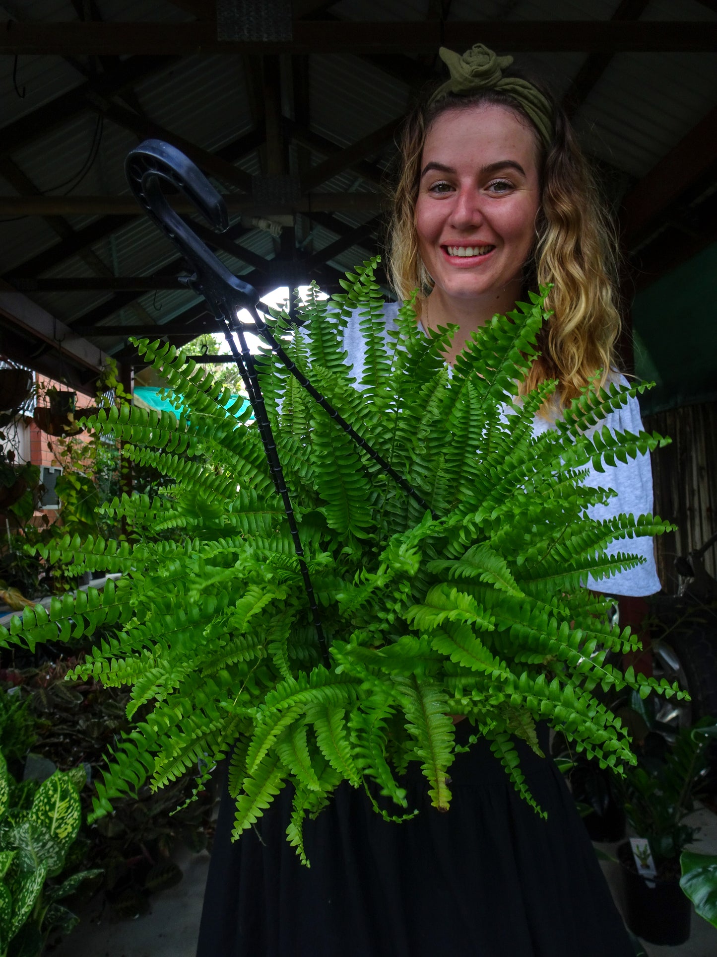 Boston Fern Hanging Plant