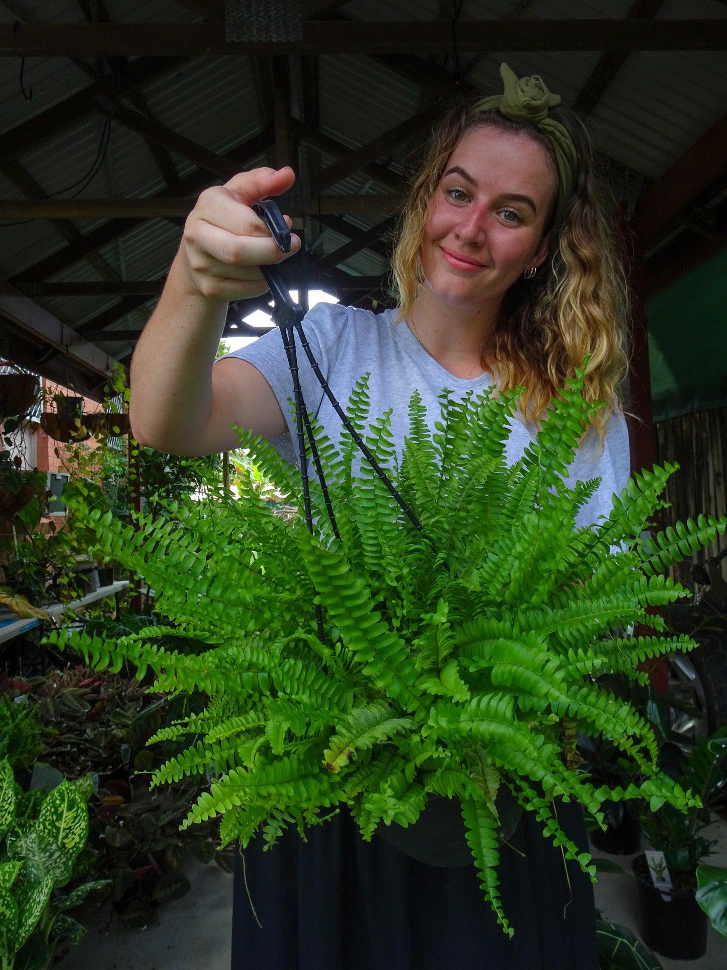 Boston Fern Hanging Plant
