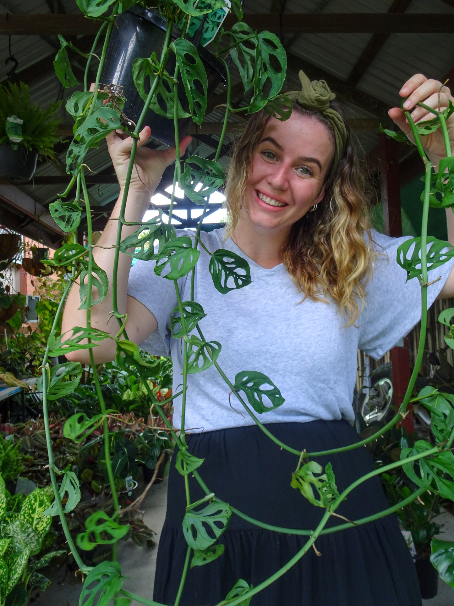 Monstera Adansonii Hanging Basket