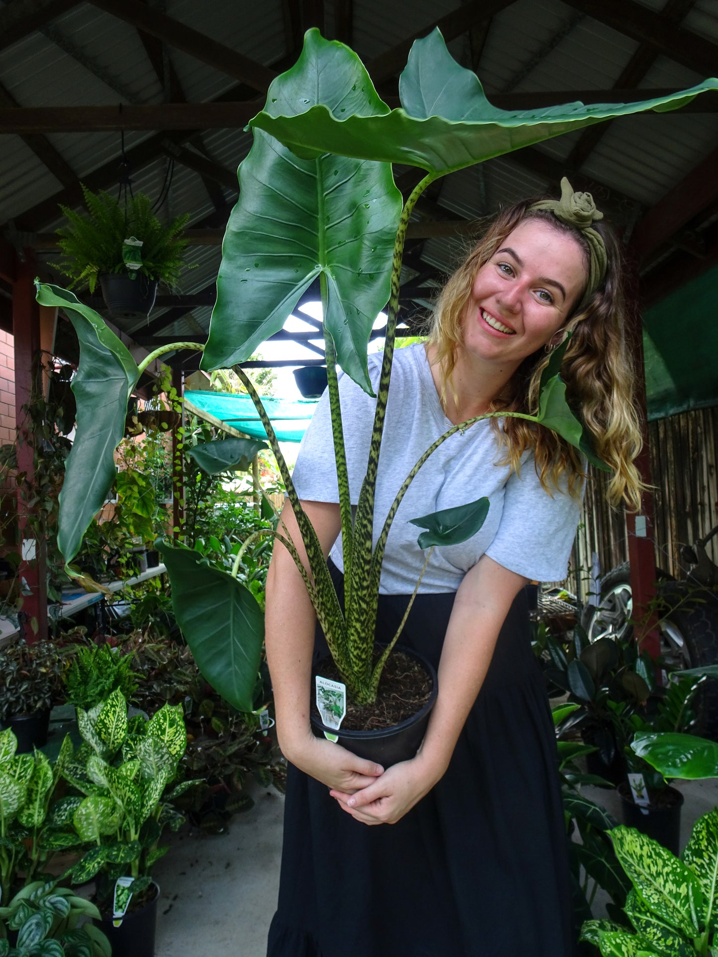 Giant Alocasia Zebrina