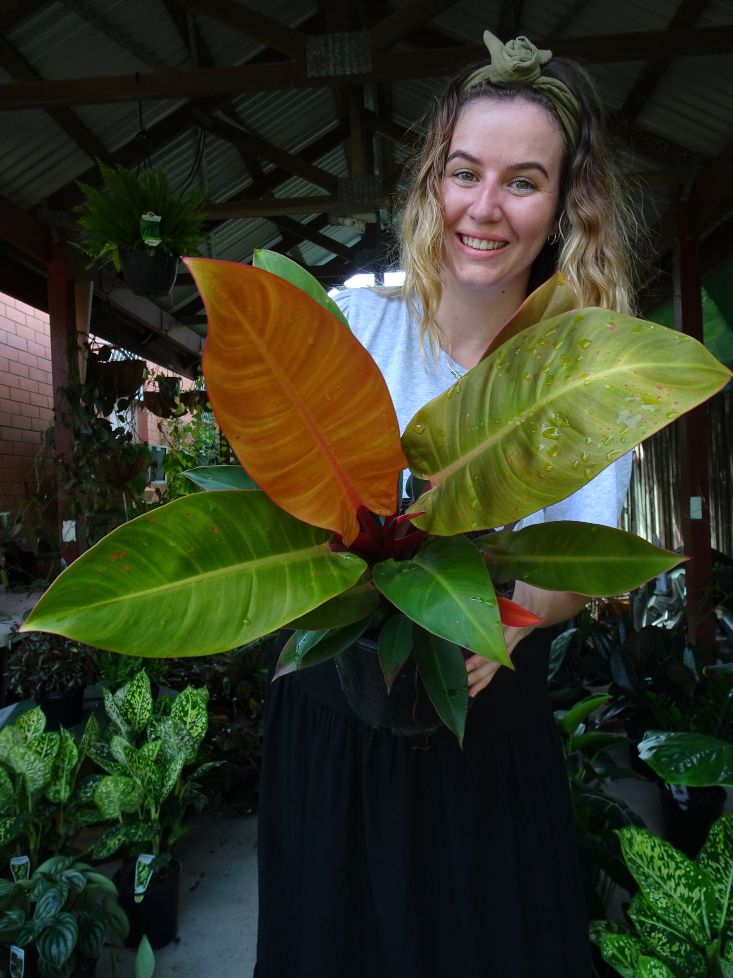 Philodendron Red Sun