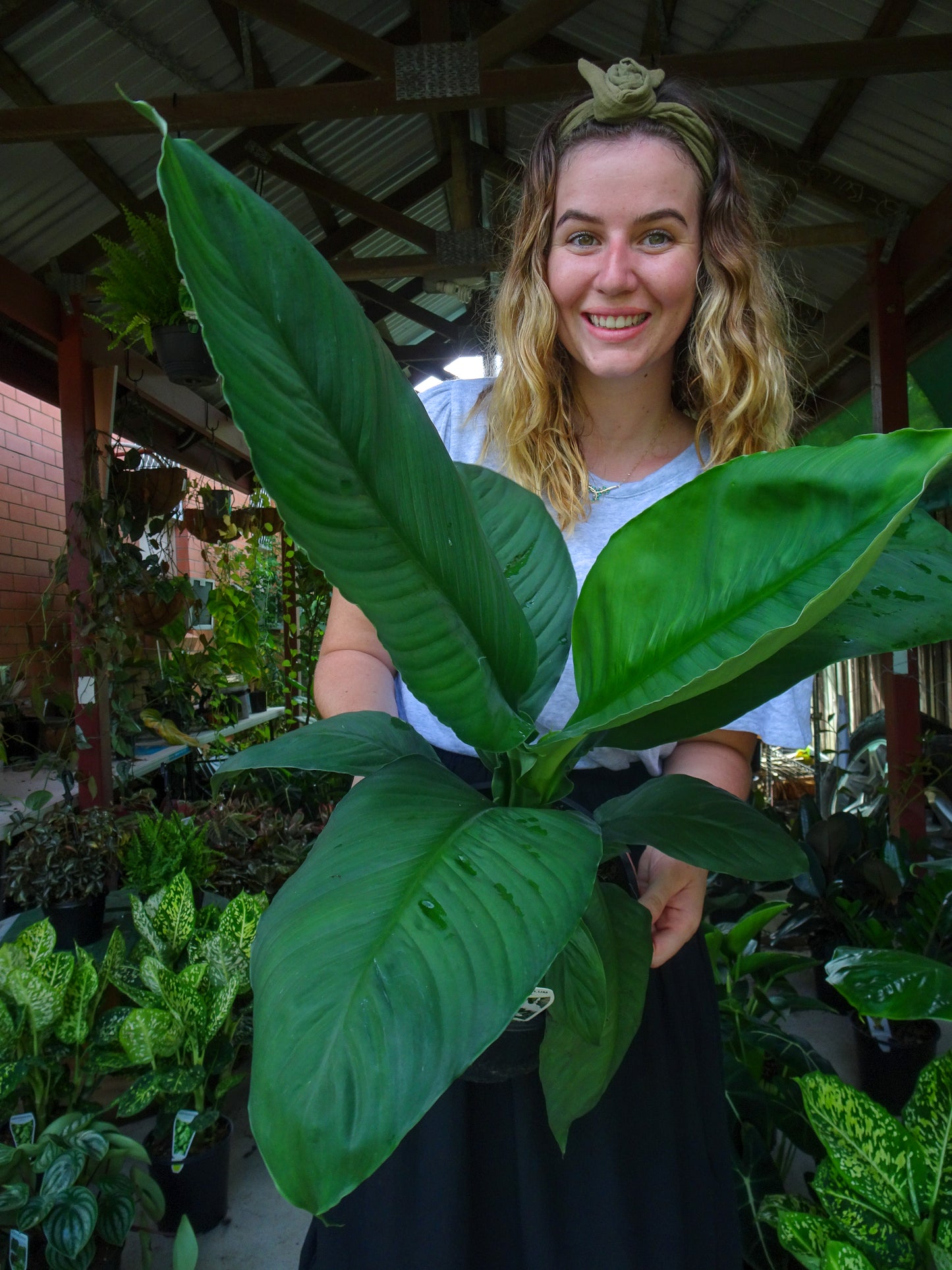 Spathiphyllum Sensation (Peace Lily)