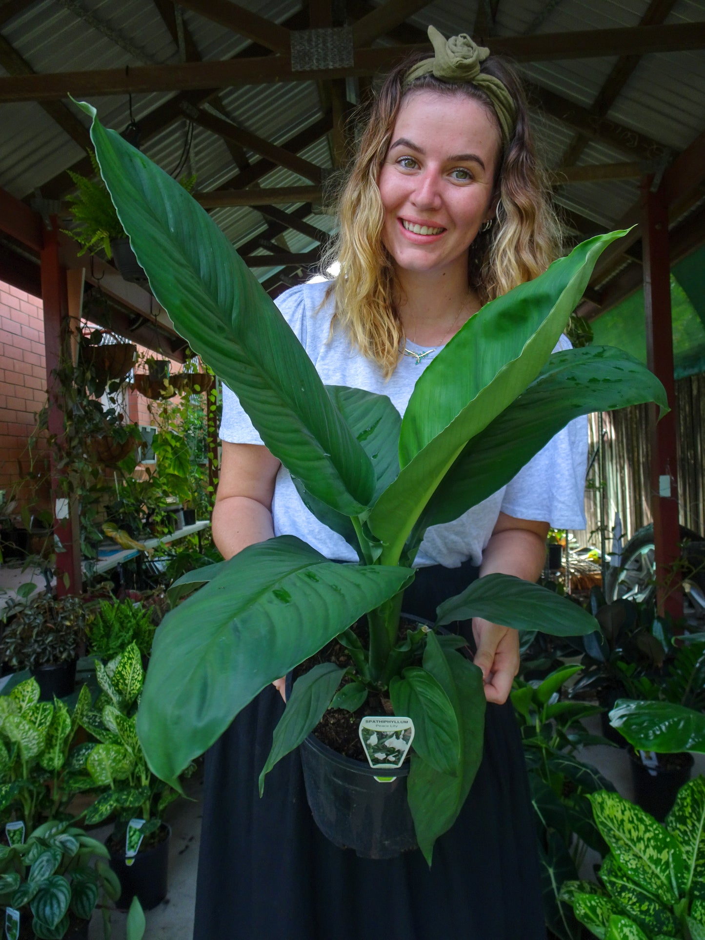 Spathiphyllum Sensation (Peace Lily)