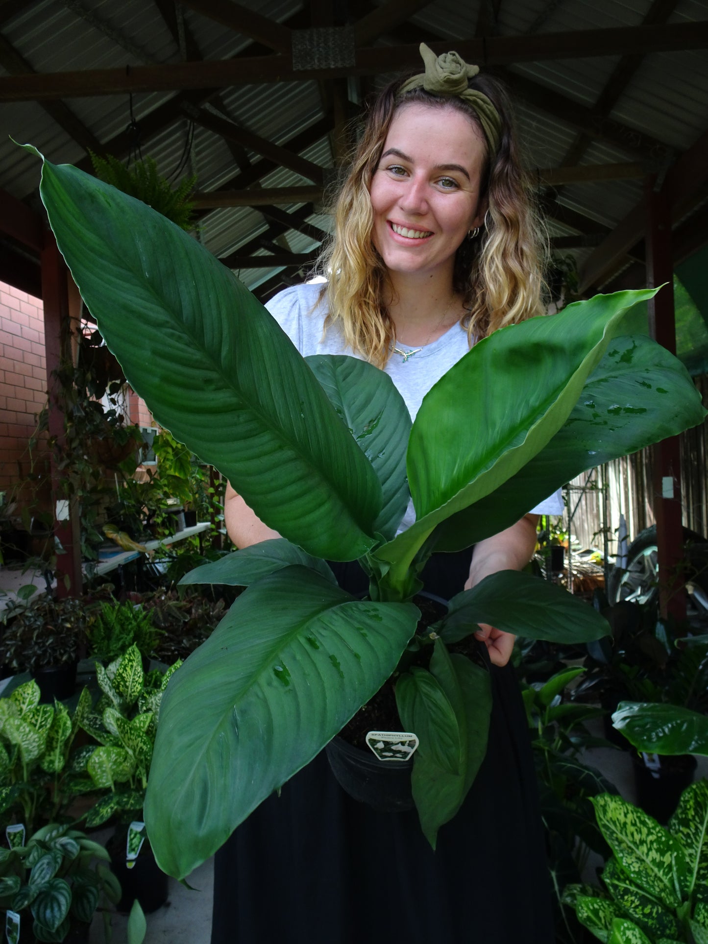 Spathiphyllum Sensation (Peace Lily)