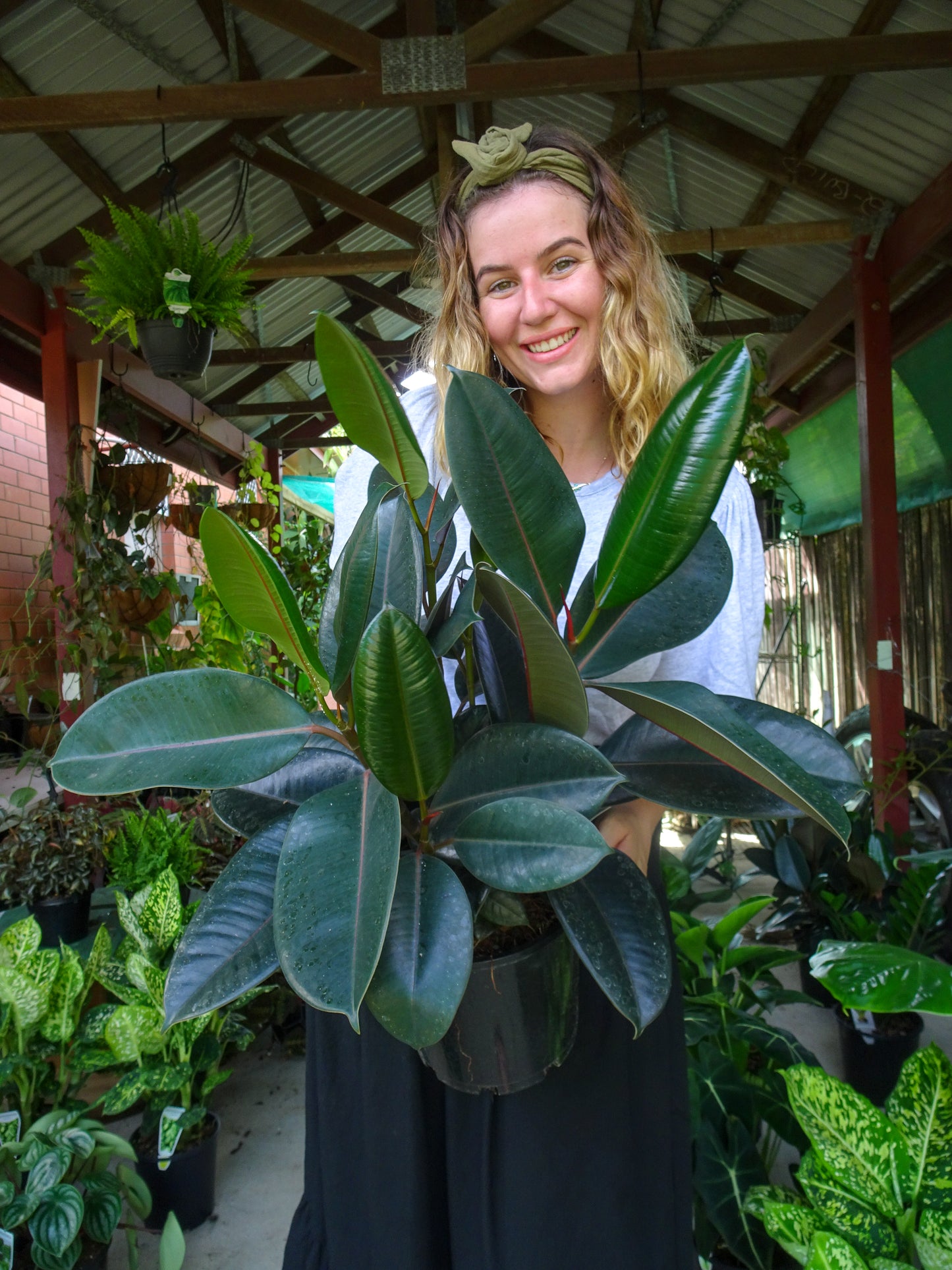Burgundy Rubber Tree