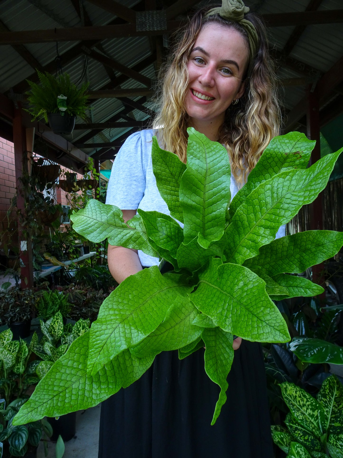 Crocodile Fern