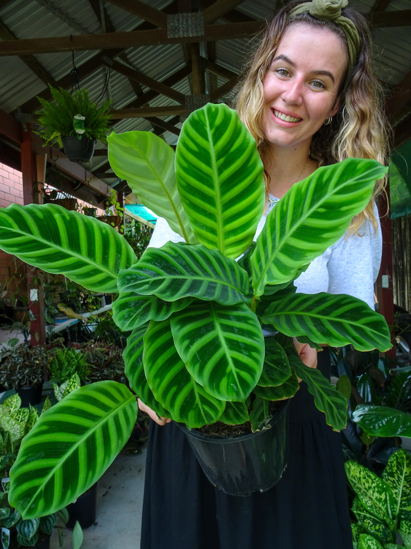 Calathea Zebrina