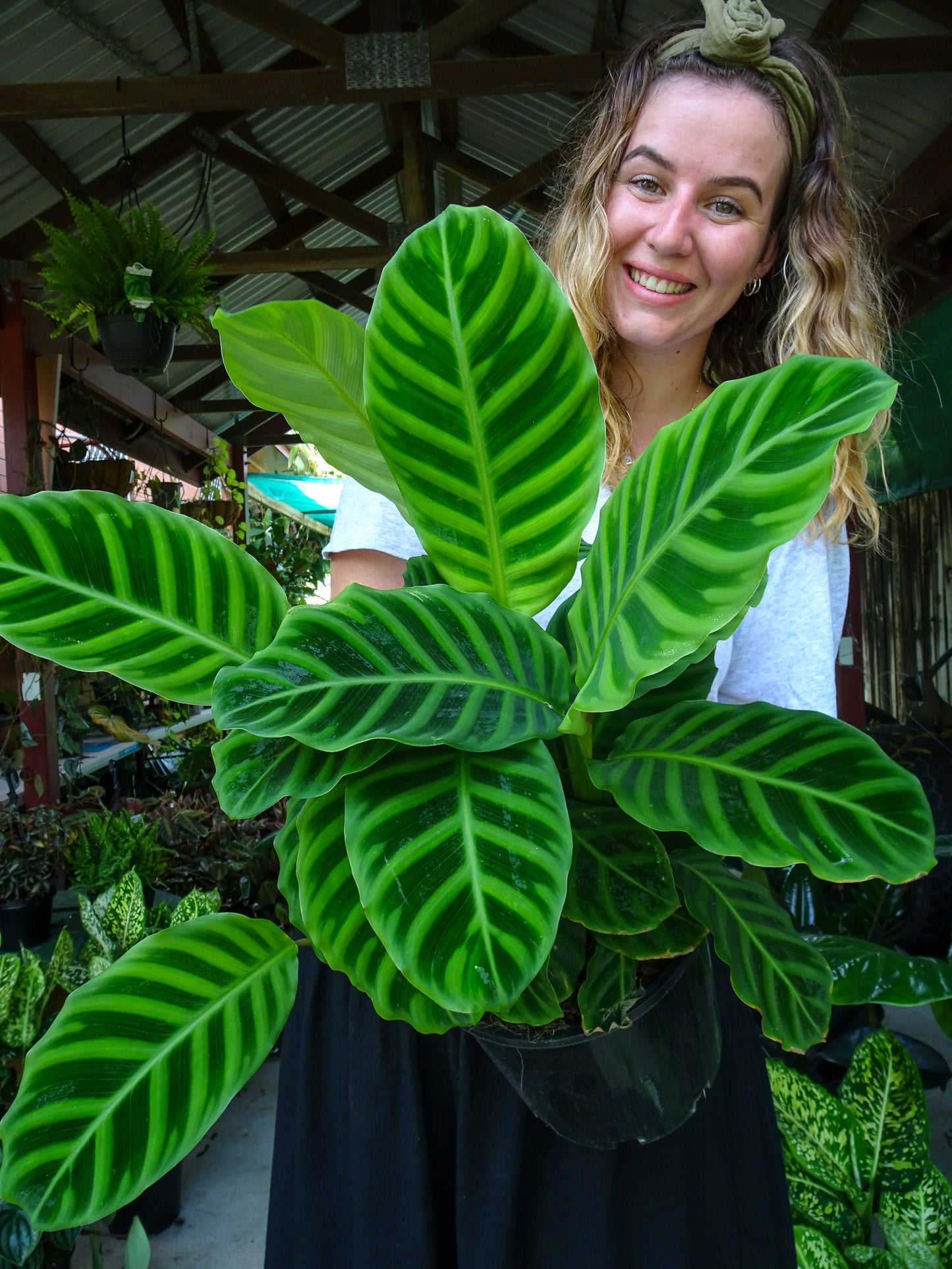 Calathea Zebrina