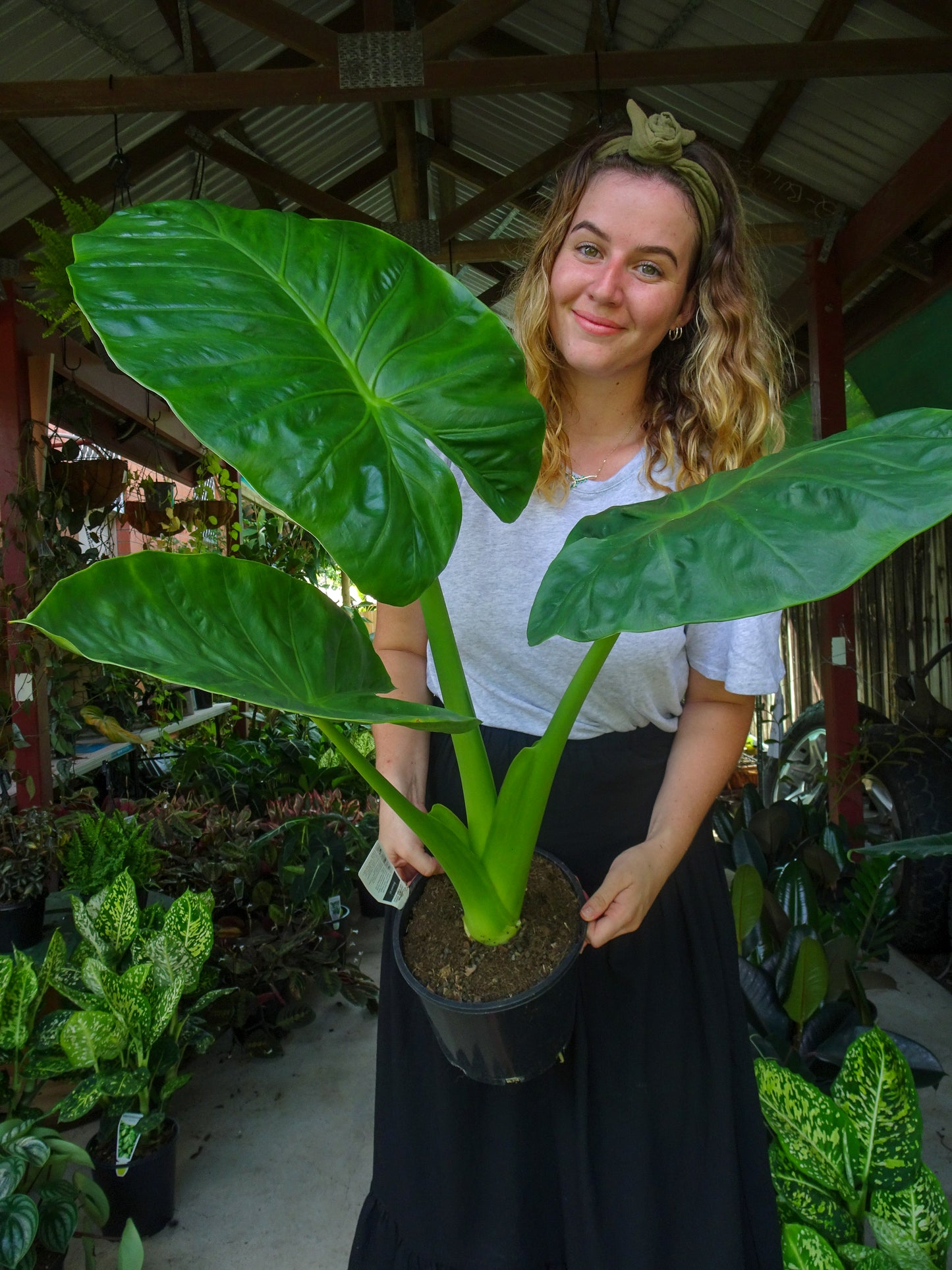 Alocasia Calidora
