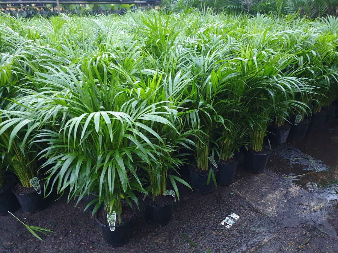 Golden Cane Palm