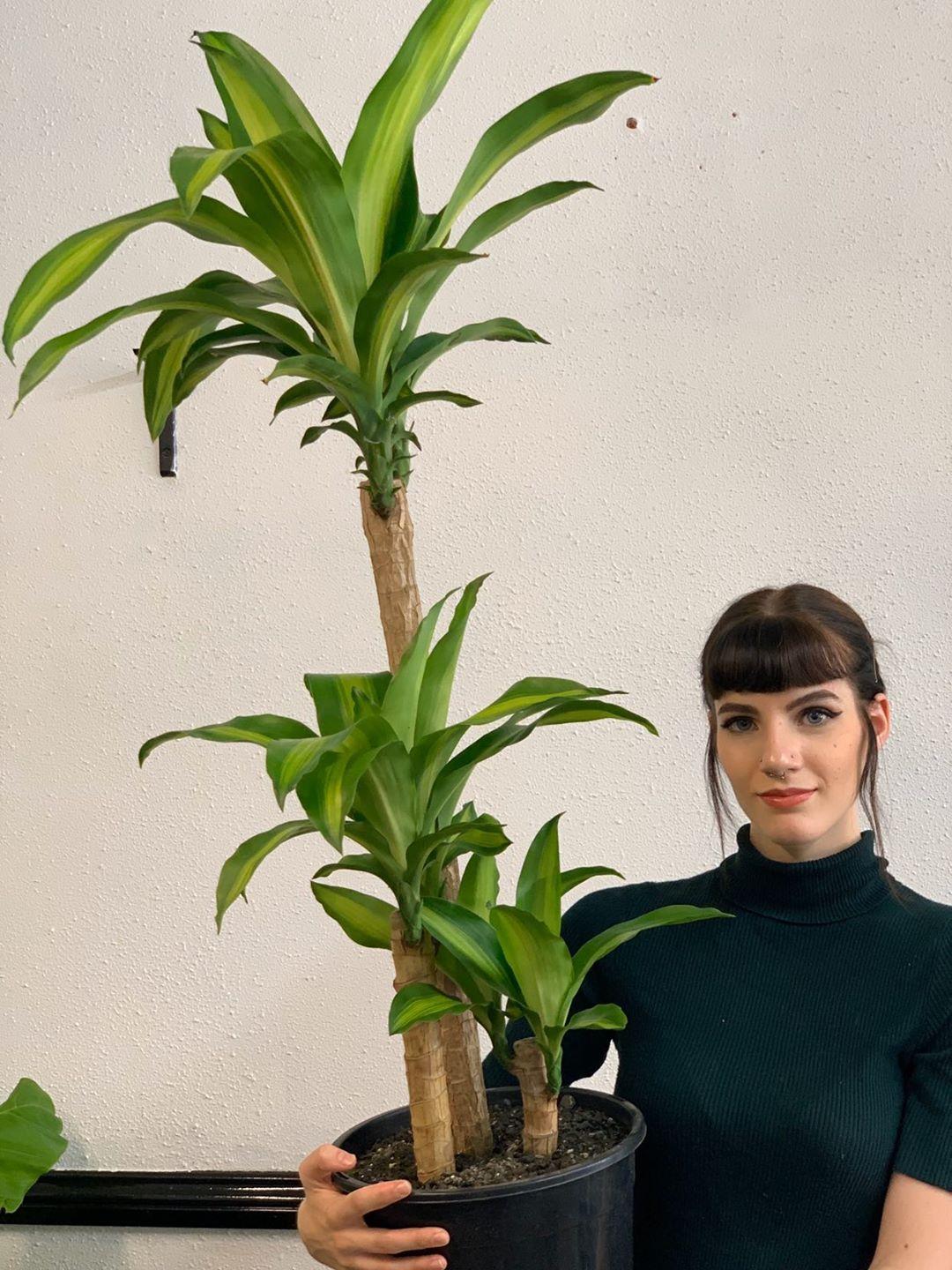 Happy Plant 250mm