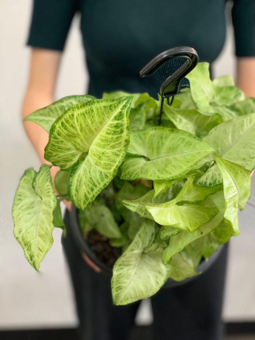Syngonium Mix 200mm