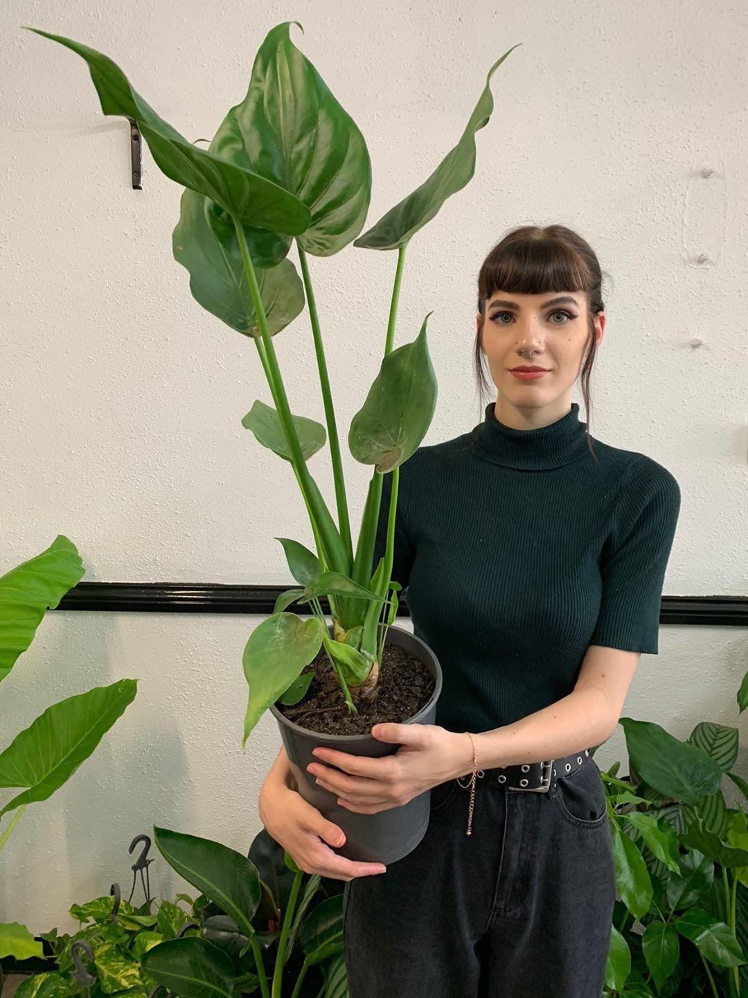Alocasia Cucullata
