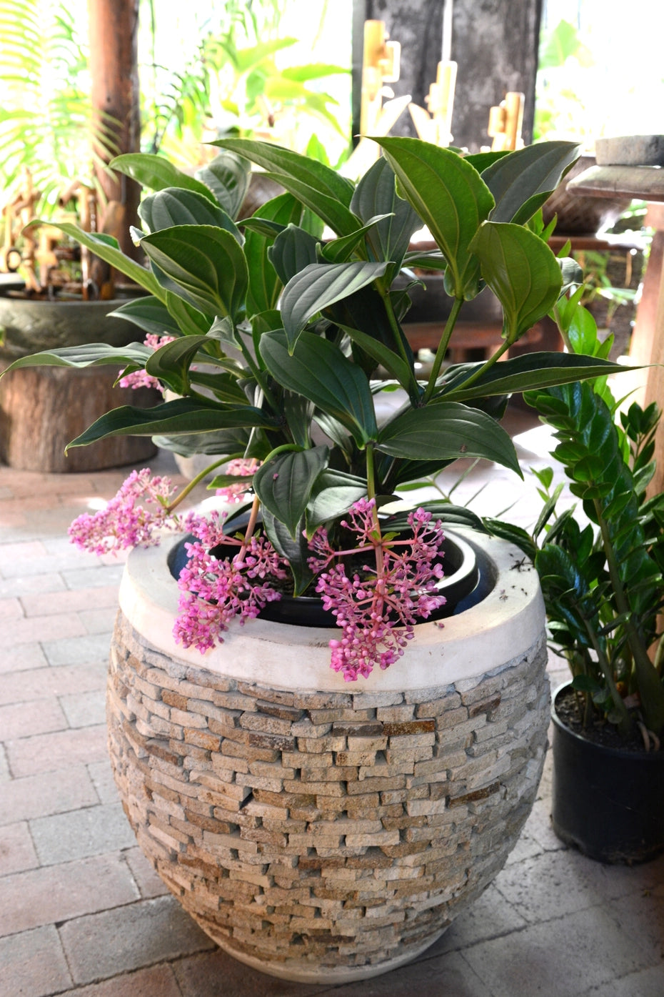 Medinilla Myriantha PRE ORDER ONLY