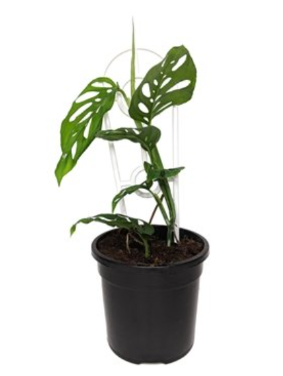 Monstera Adansonii 140mm