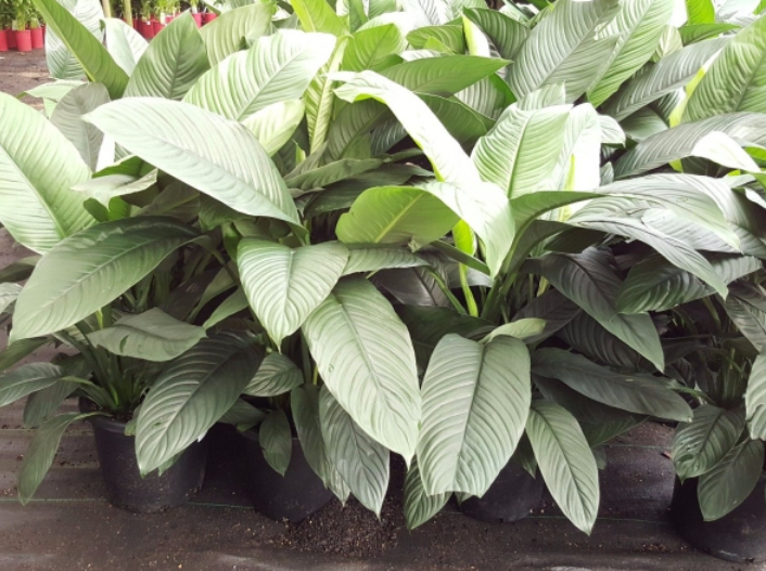 XL Peace Lily 300mm