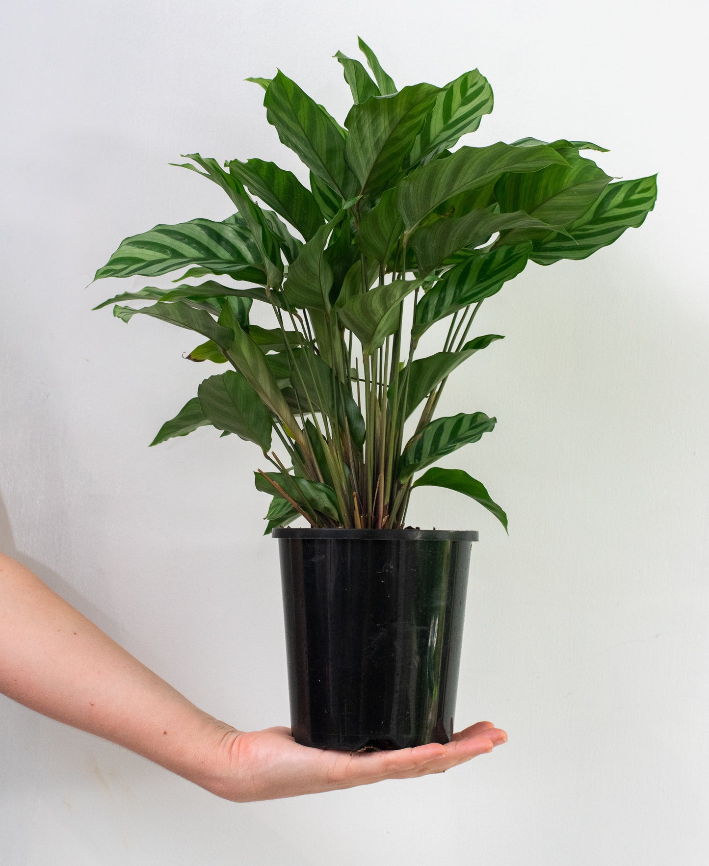 Calathea Freddie