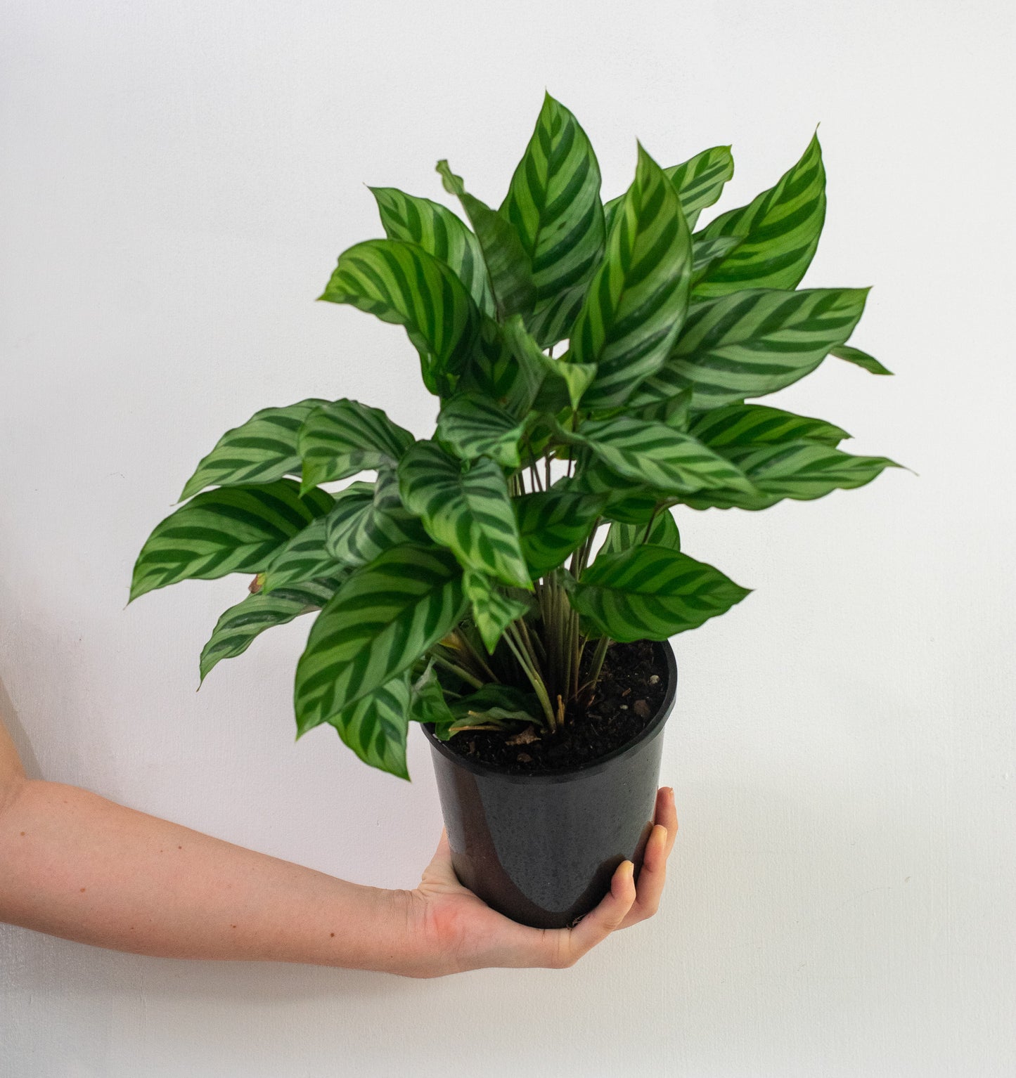 Calathea Freddie