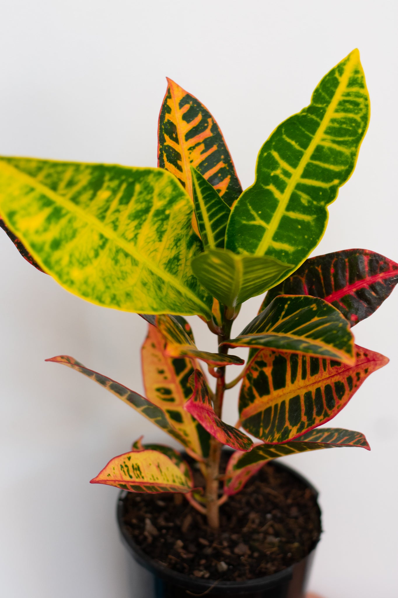 Croton Petra MIXED VARIETY