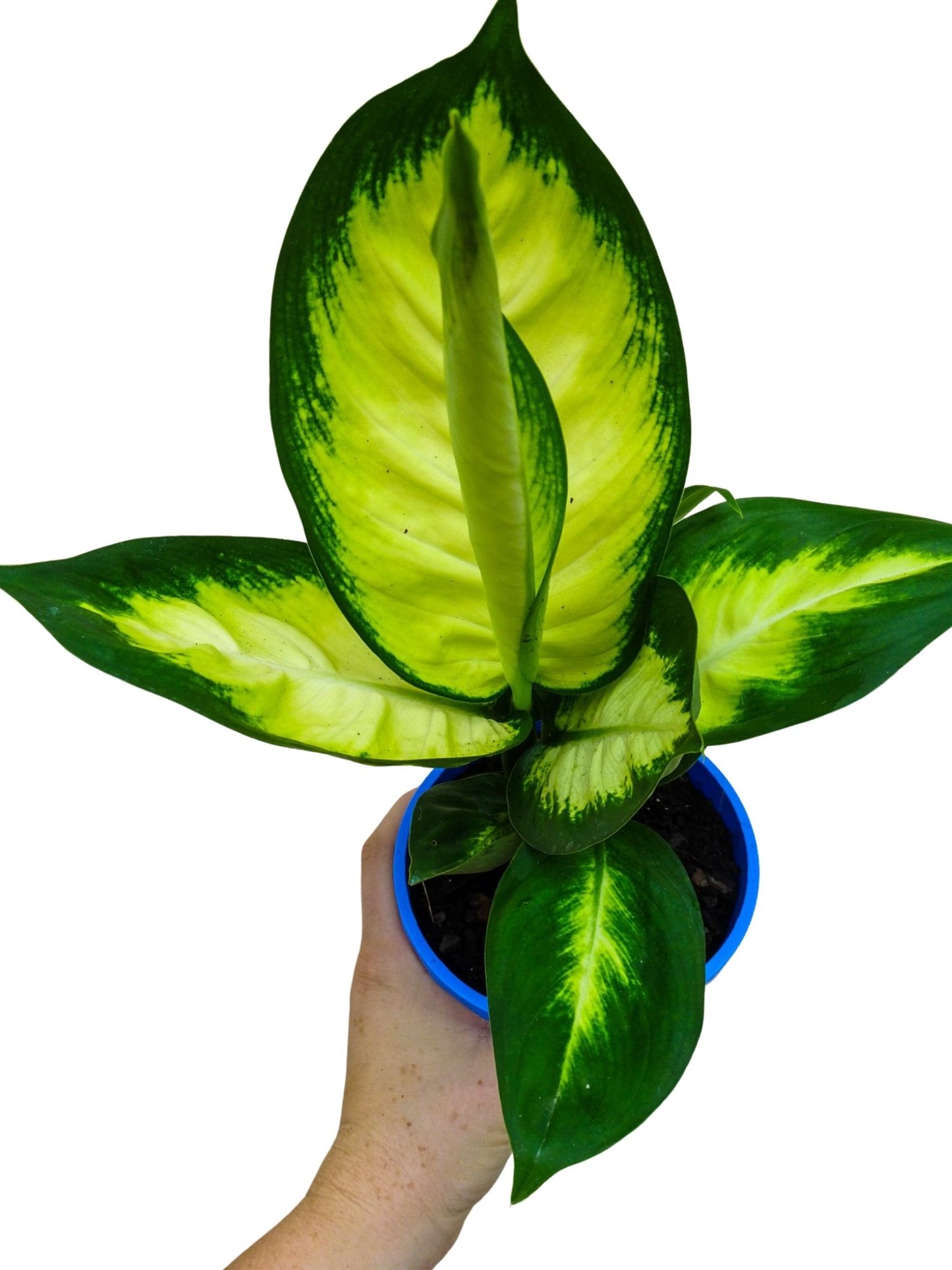 Dieffenbachia Tropic Mariane