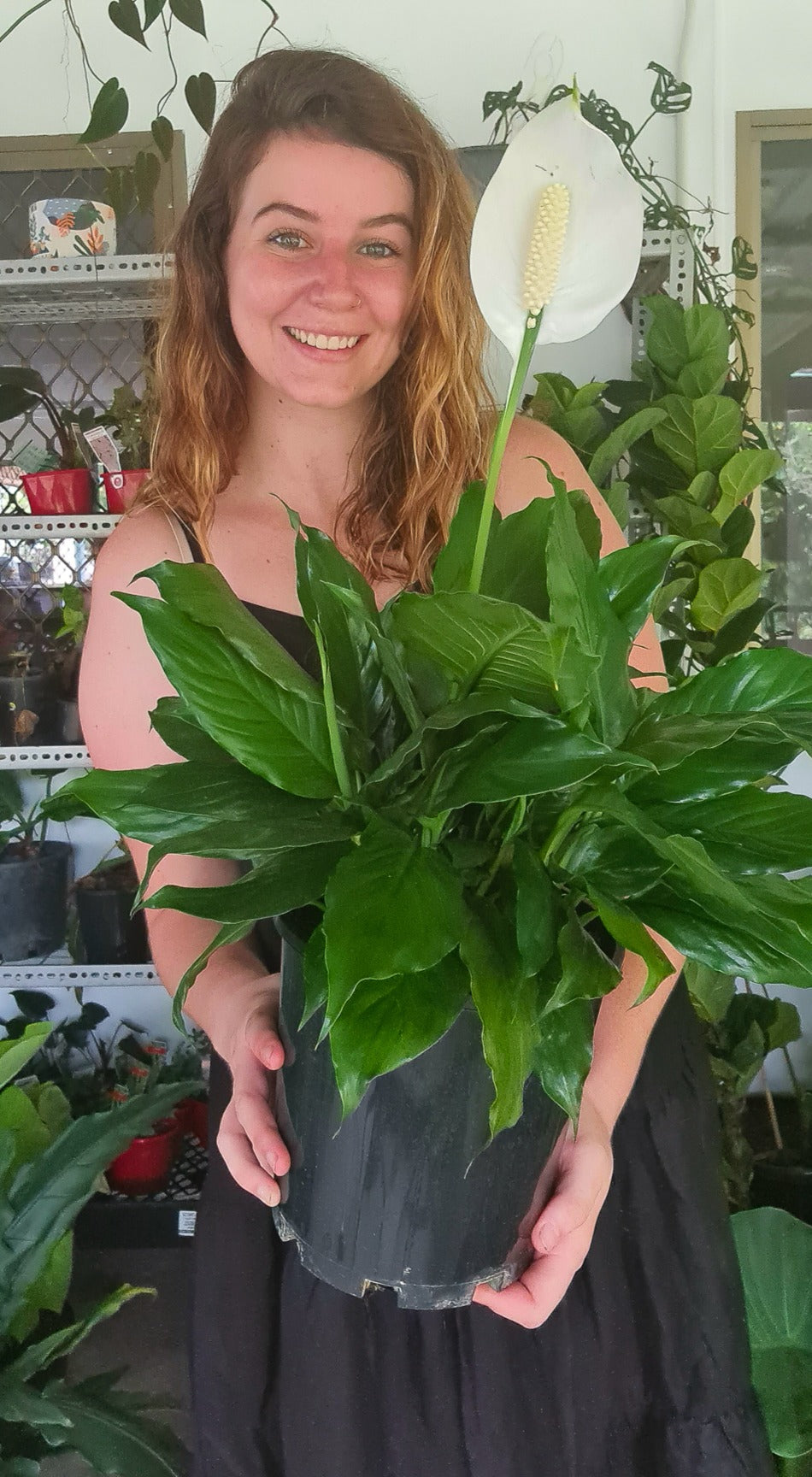 Peace Lily Petities