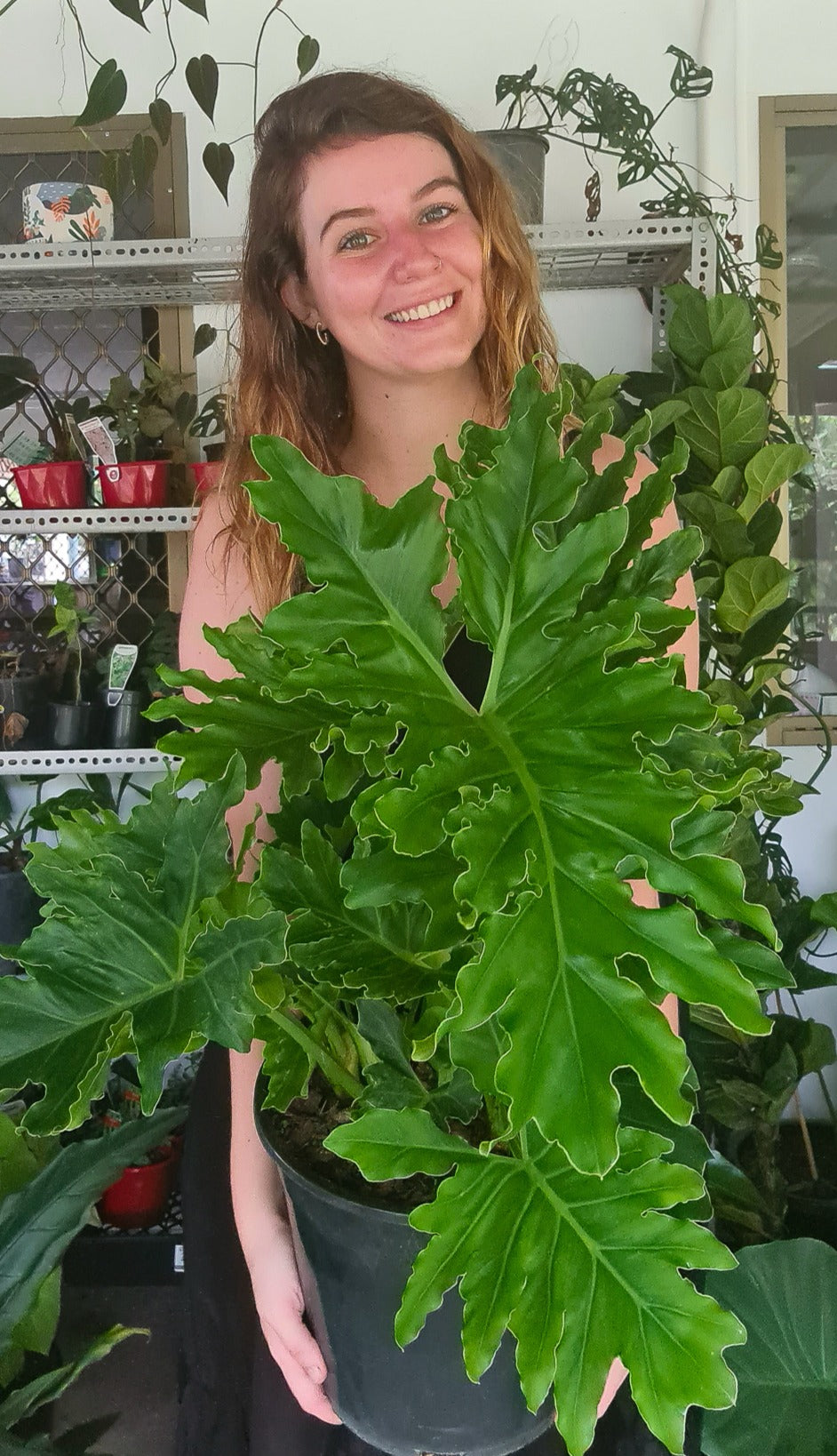 Large Philodendron Hope