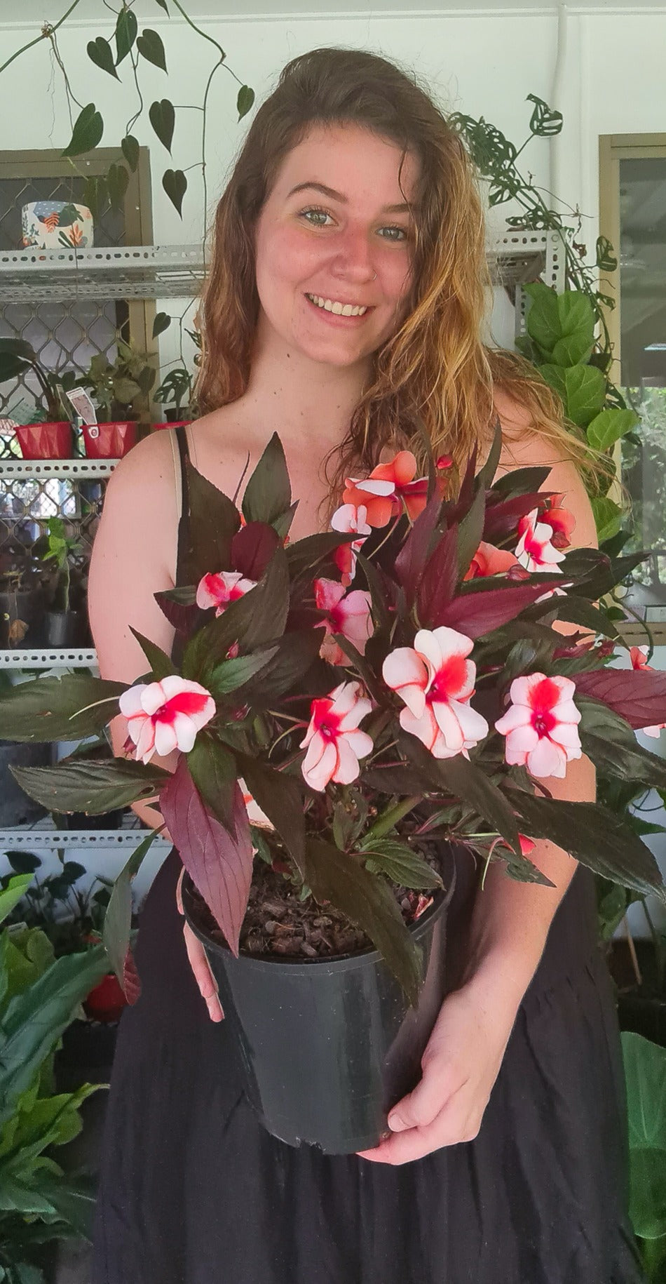 Impatiens