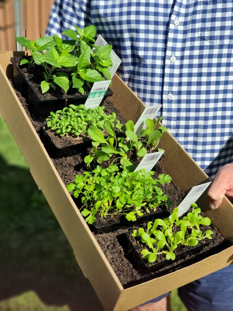 Small Flavour Herb Pack
