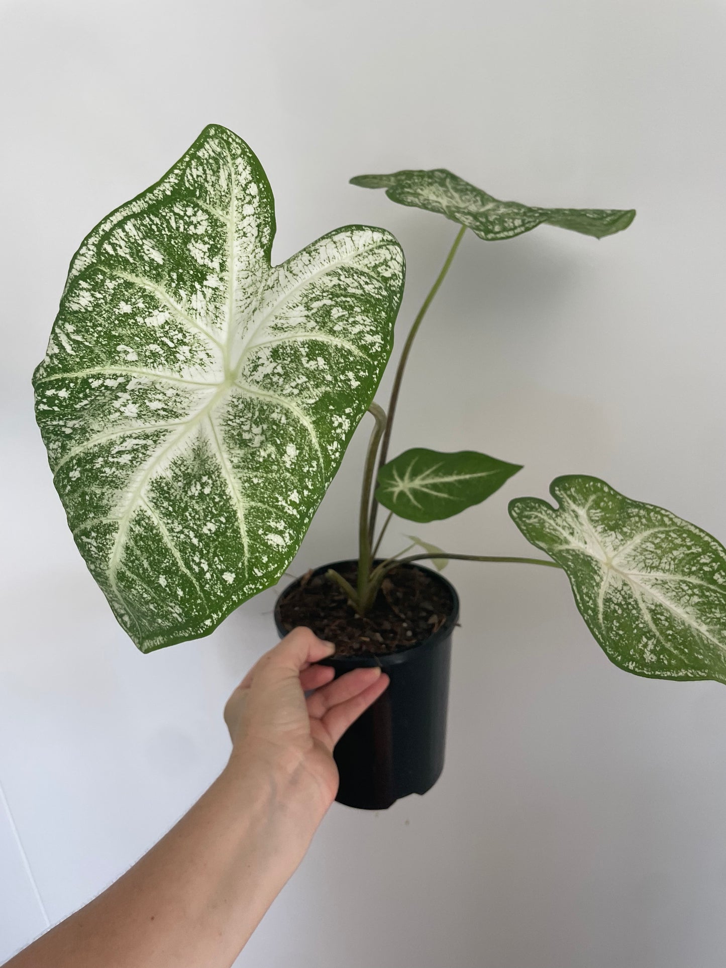 Caladium Moonie