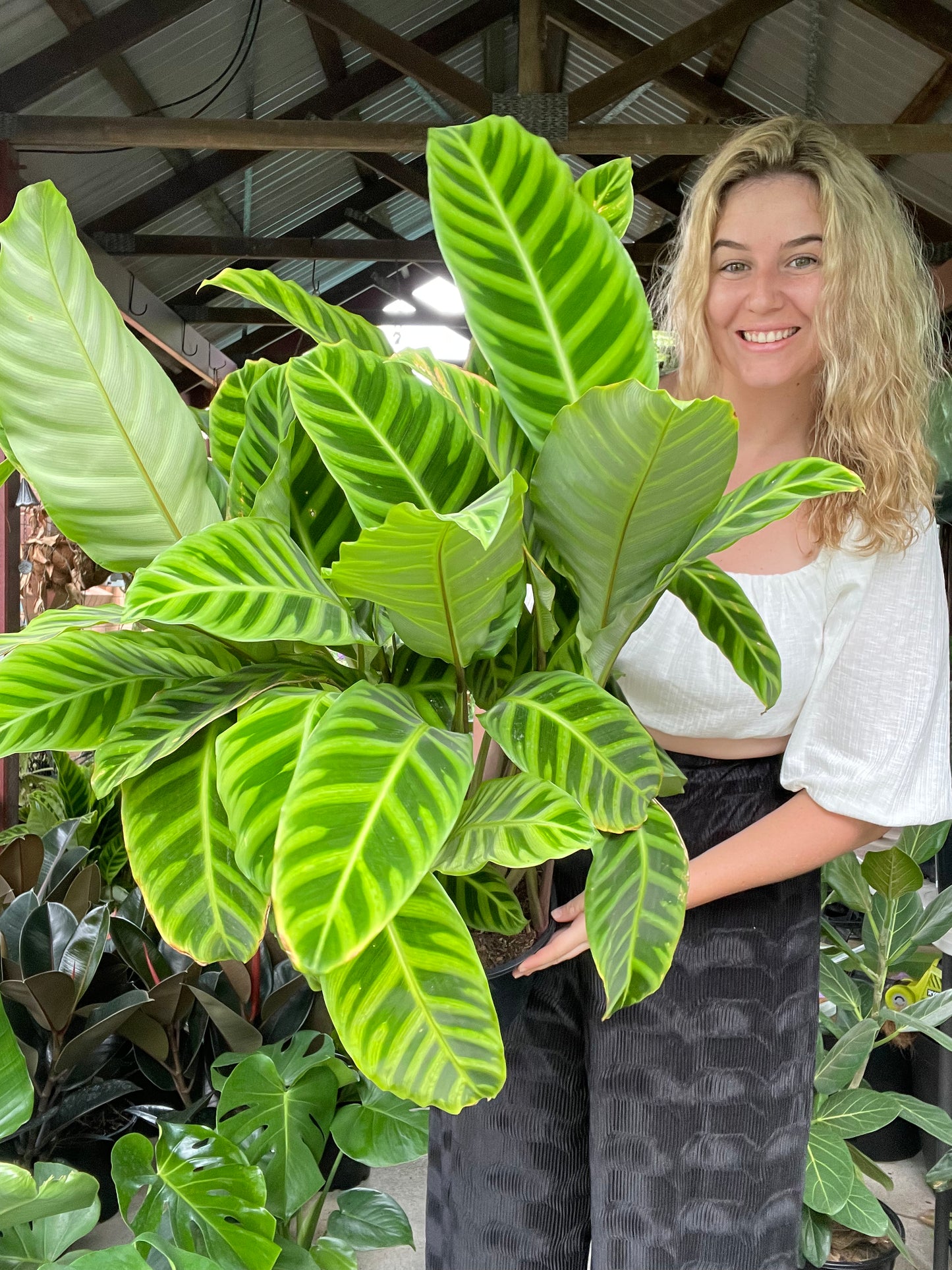 Calathea Zebrina
