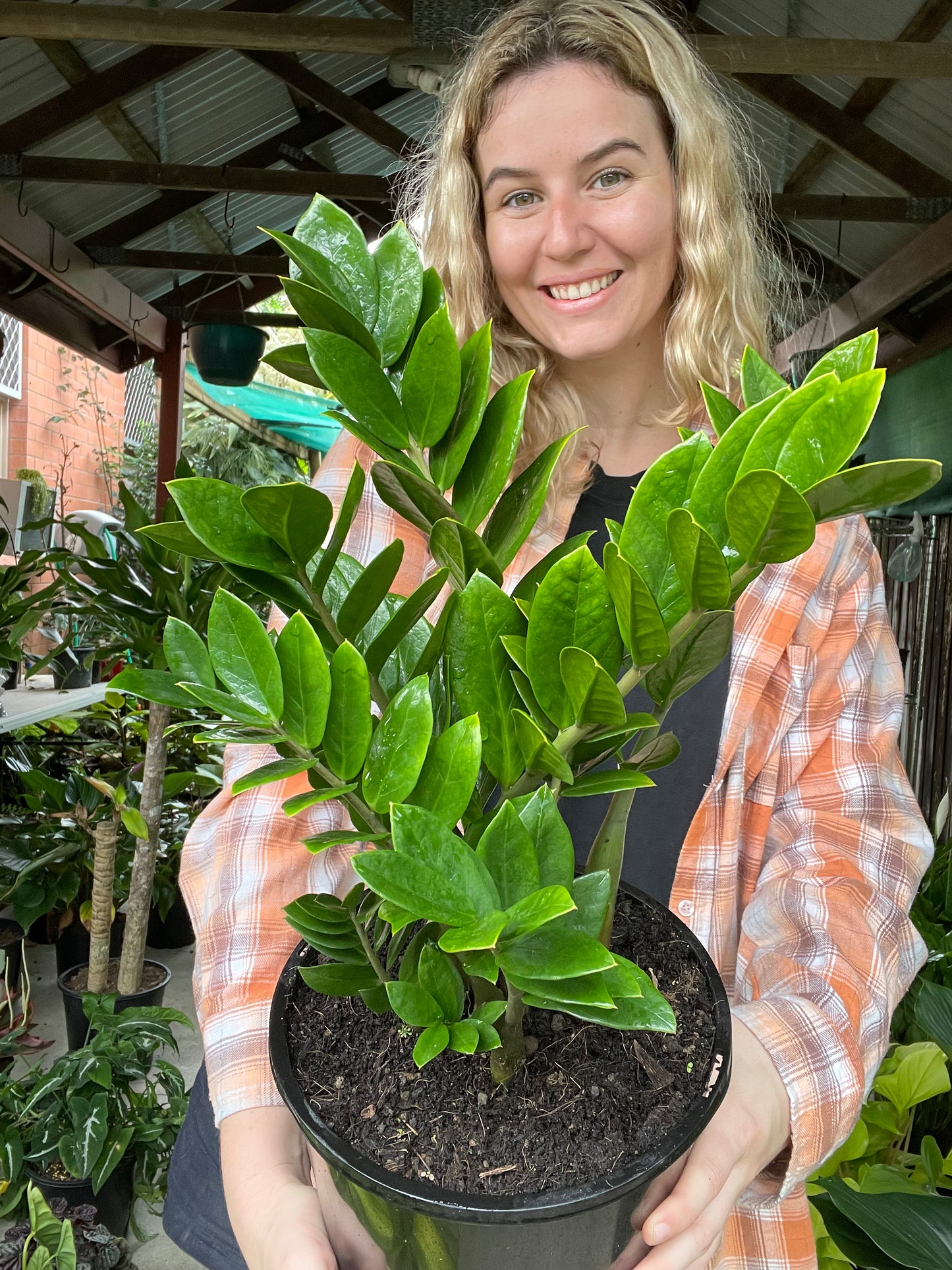 ZZ Plant
